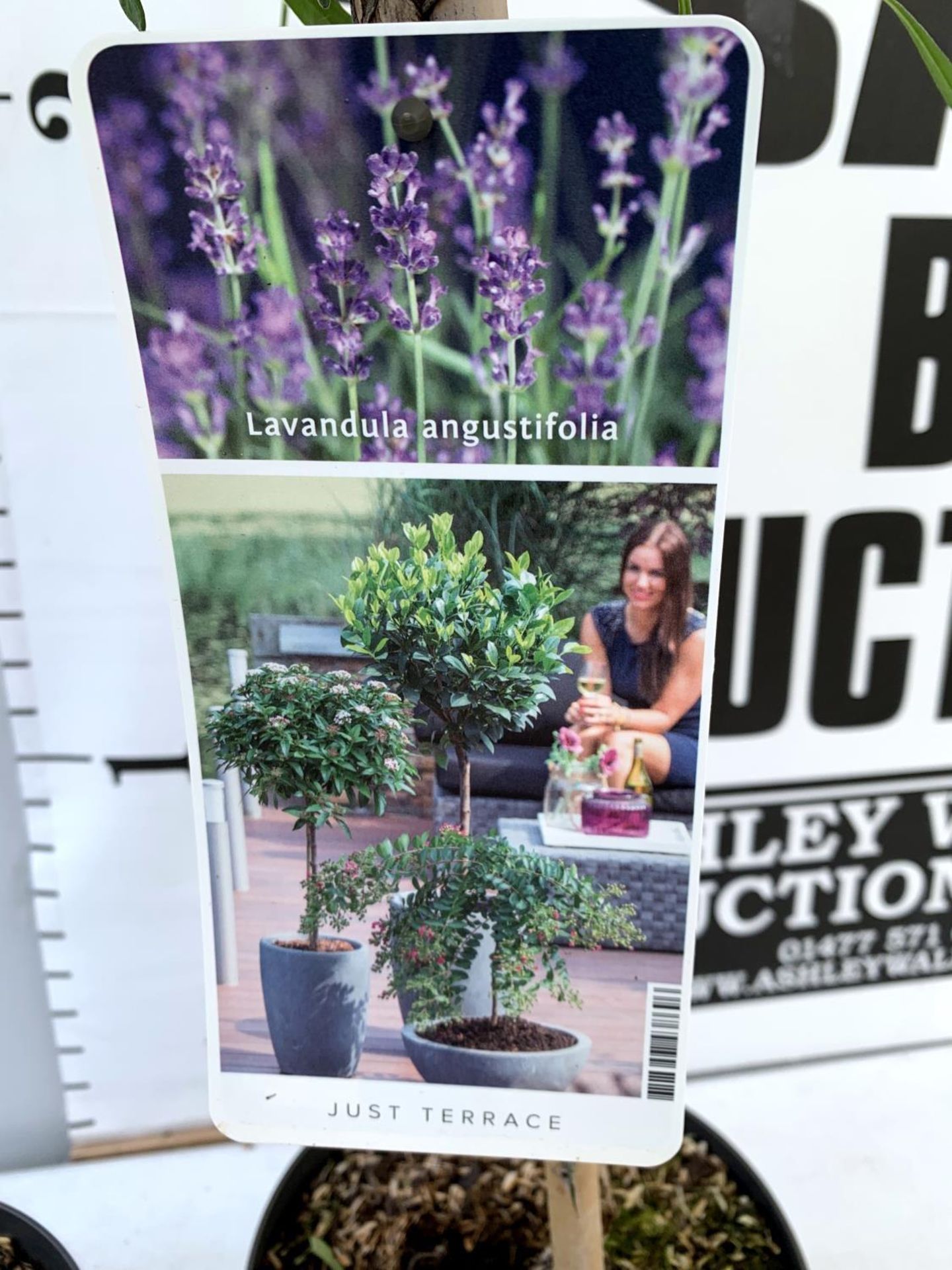 TWO LAVENDER 'AUGUSTFOLIA' STANDARD TREES APPROX 120CM IN HEIGHT IN 3LTR POTS PLUS VAT TO BE SOLD - Image 8 of 10