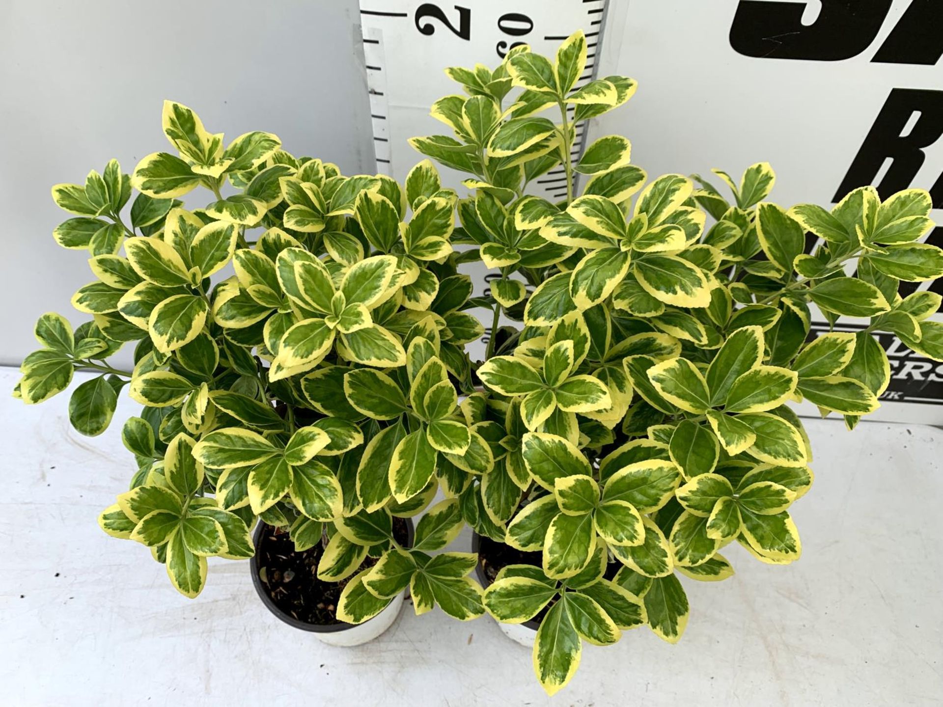 TWO EUONYMUS JAPONICUS STANDARD TREES APPROX 70CM IN HEIGHT IN 2 LTR POTS PLUS VAT TO BE SOLD FOR - Image 3 of 6
