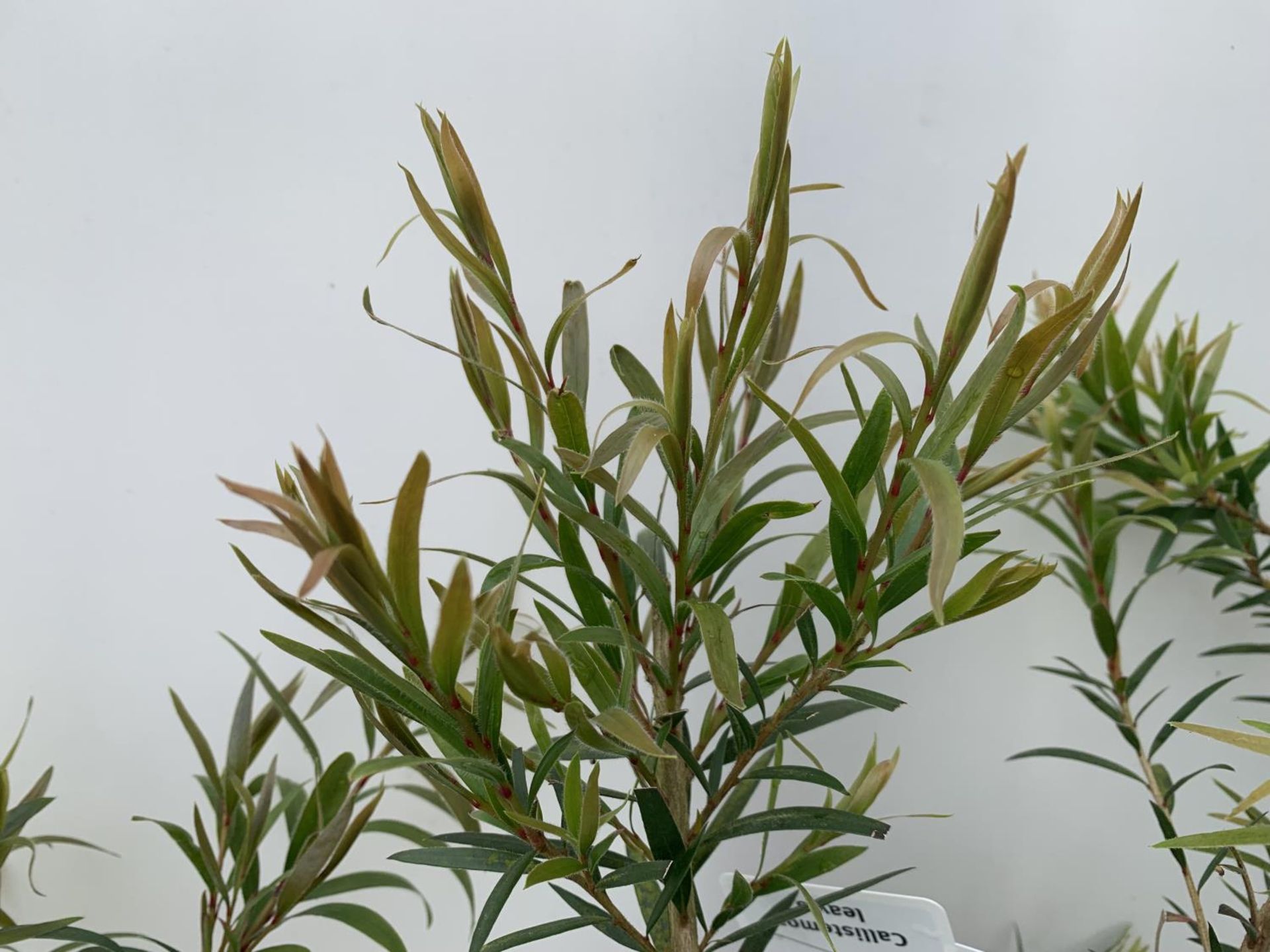 TWO CALLISTEMON LAEVIS IN 2 LTR POTS 50CM IN HEIGHT PLUS VAT TO BE SOLD FOR THE TWO - Image 5 of 8