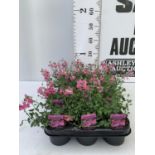 FIFTEEN DIASCIA FLYING COLOURS 'ANTIQUE ROSE' BASKETS PLANTS ON A TRAY IN P9 POTS PLUS VAT TO BE