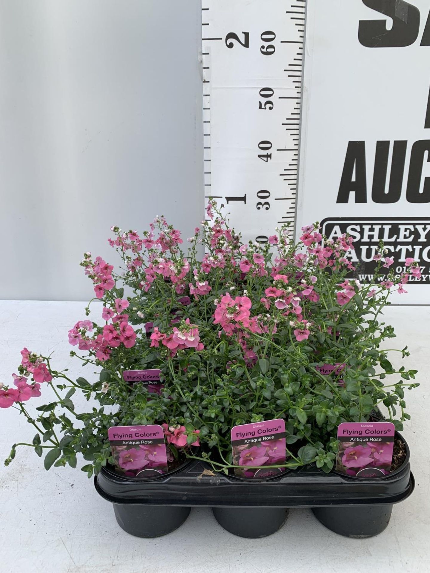 FIFTEEN DIASCIA FLYING COLOURS 'ANTIQUE ROSE' BASKETS PLANTS ON A TRAY IN P9 POTS PLUS VAT TO BE