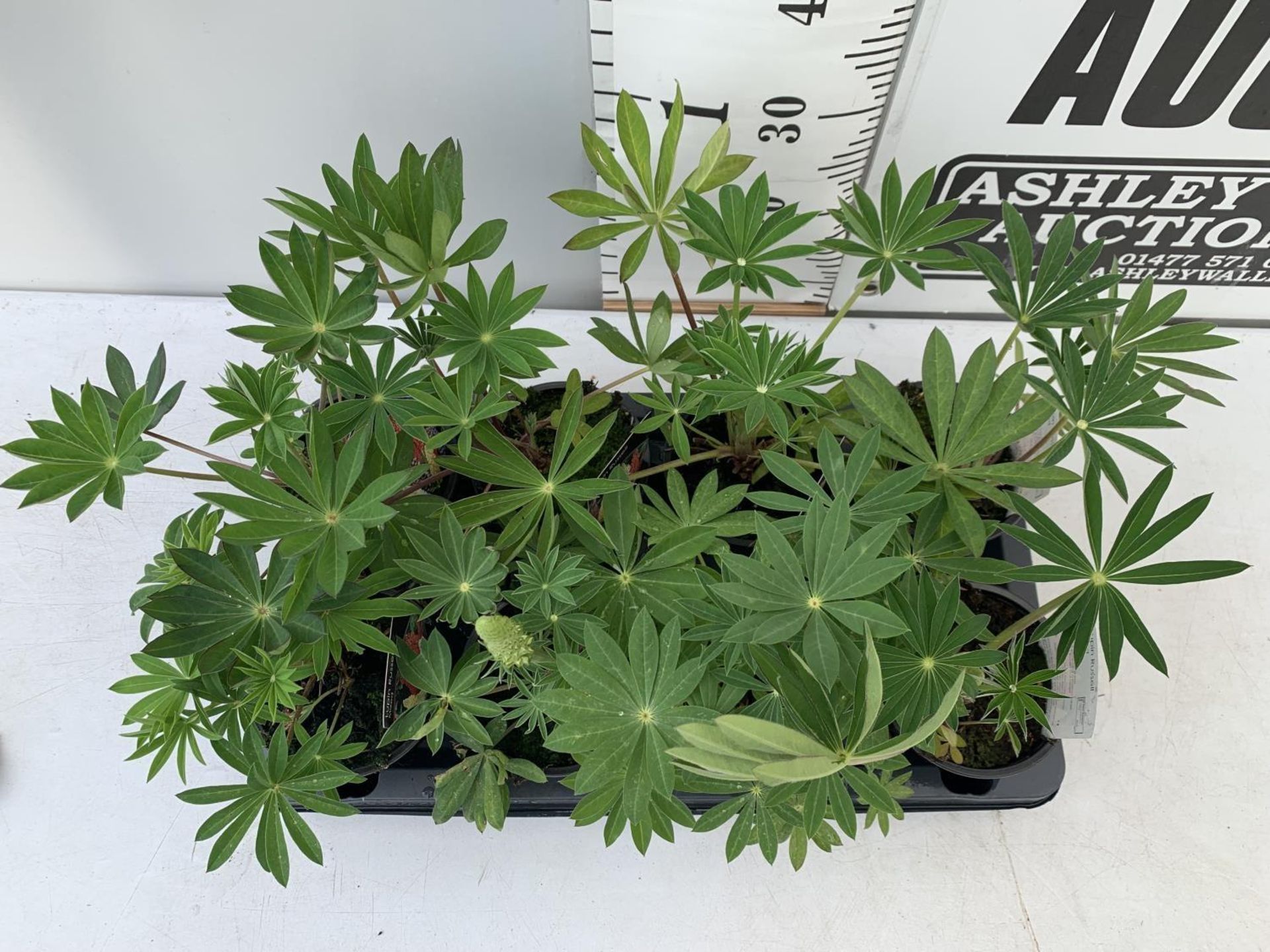 SIX LUPIN RUSSELL MIXED COLOURS ON A TRAY APPROX 40CM IN HEIGHT PLUS VAT TO BE SOLD FOR THE SIX - Bild 4 aus 8