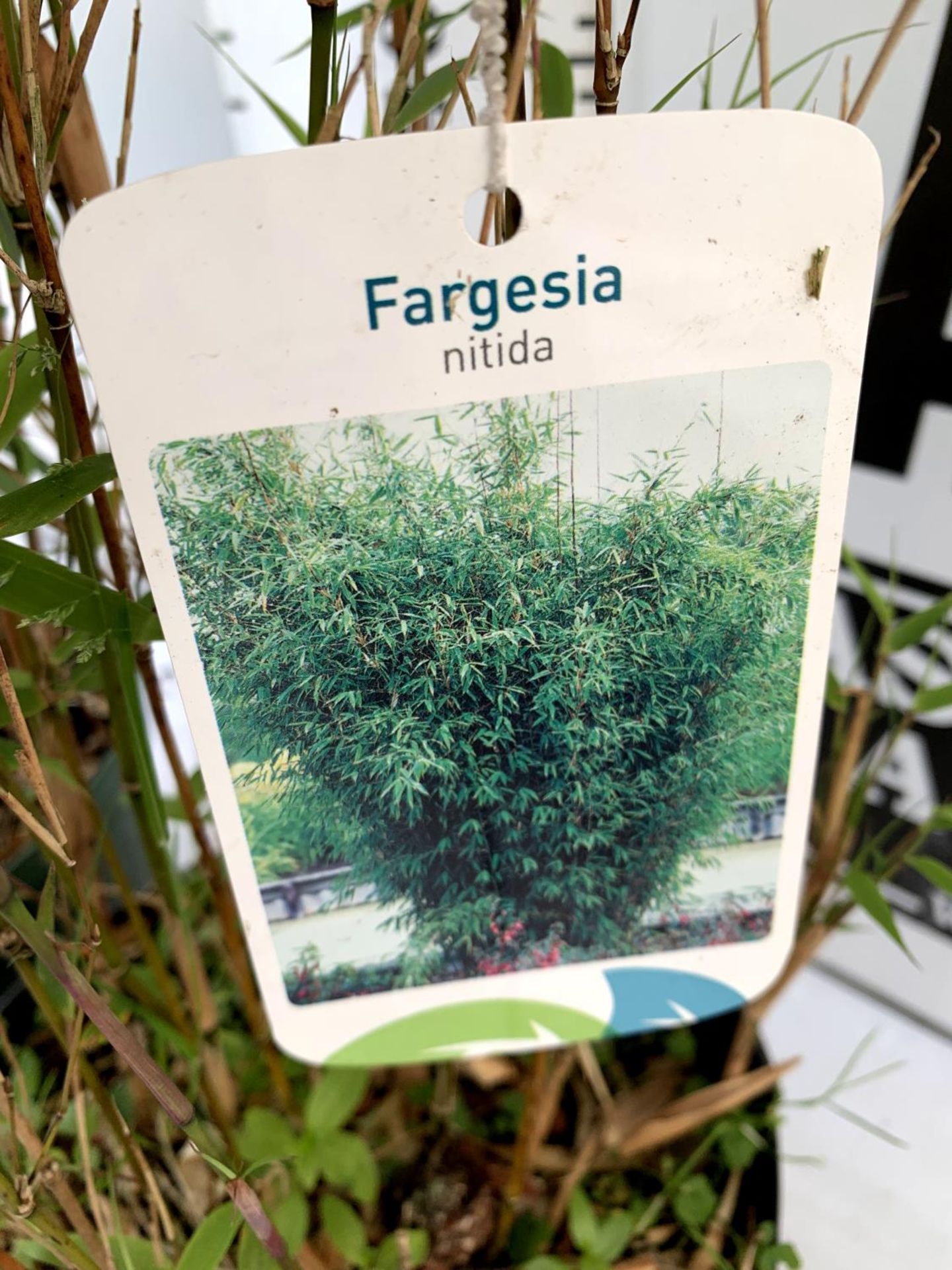 TWO BAMBOO FARGESIA 'NITIDA' APPROX 120CM IN HEIGHT IN 4 LTR POTS PLUS VAT TO BE SOLD FOR THE TWO - Image 5 of 6
