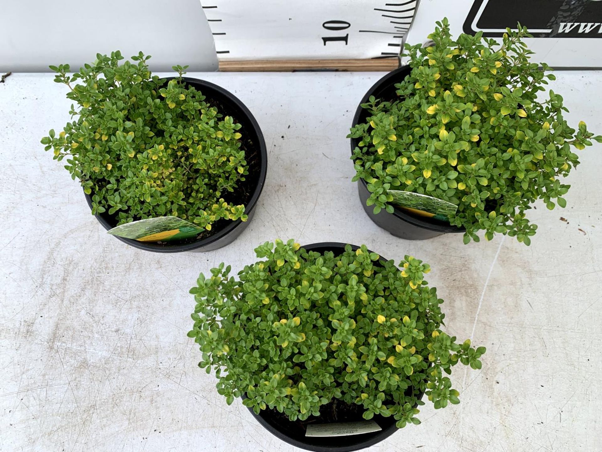 THREE THYME 'ARCHERS GOLD' IN 1 LTR POTS APPROX 20CM IN HEIGHT PLUS VAT TO BE SOLD FOR THE THREE - Image 3 of 8