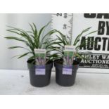 TWO HARDY ORNAMENTAL GRASSES LIRIOPE MUSCARI 'INGWERSEN' IN 3 LTR POTS APPROX 50CM IN HEIGHT PLUS