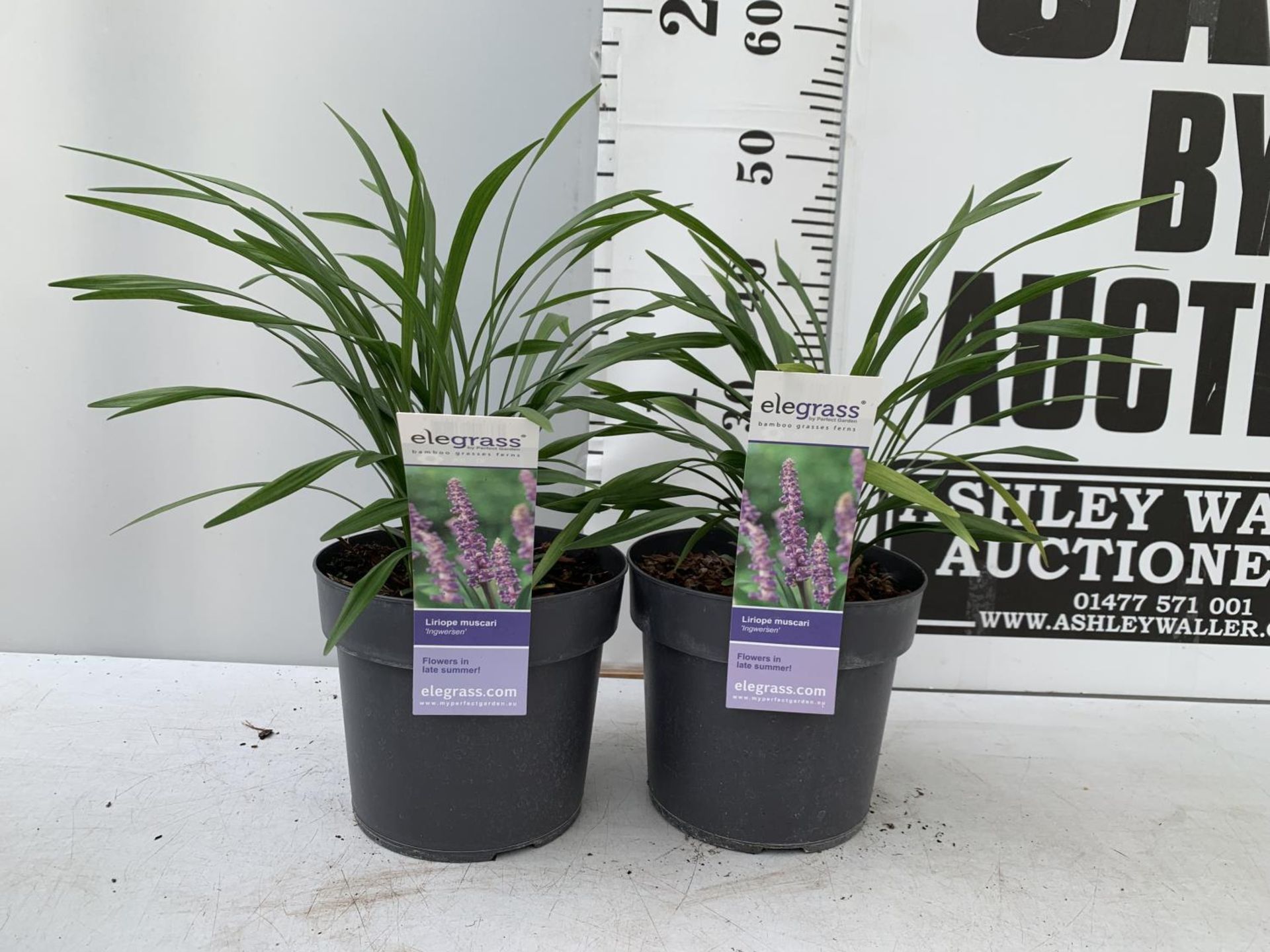 TWO HARDY ORNAMENTAL GRASSES LIRIOPE MUSCARI 'INGWERSEN' IN 3 LTR POTS APPROX 50CM IN HEIGHT PLUS