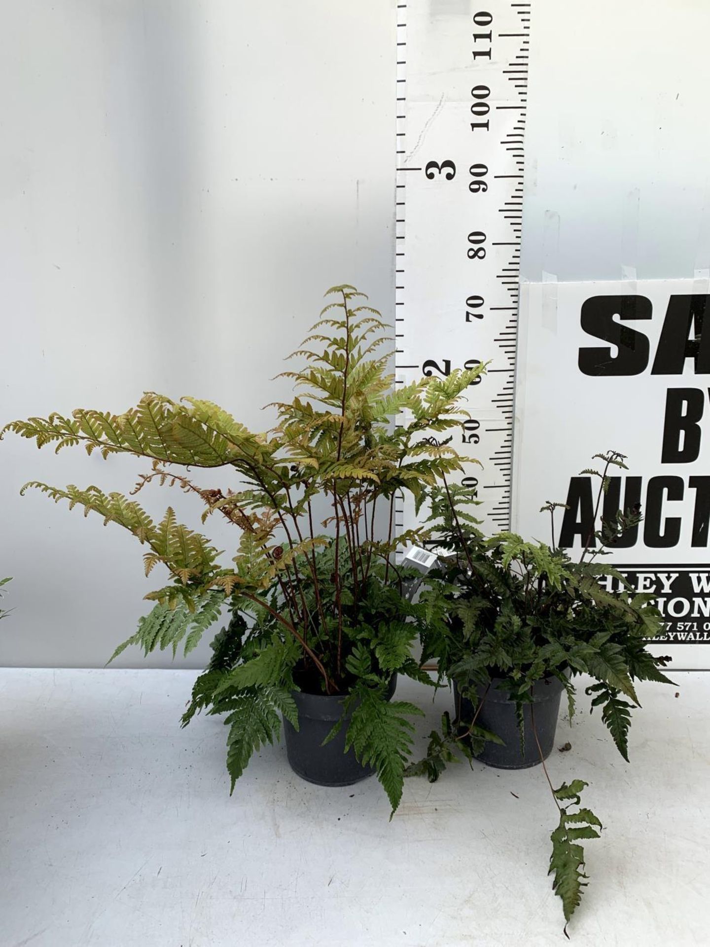 TWO LARGE ELEGRASS FERNS POLYSTICHUM AND ANISOCAMPIUM SHEARERI IN 3 LTR POTS 30-60CM TALL TO BE SOLD - Image 2 of 12