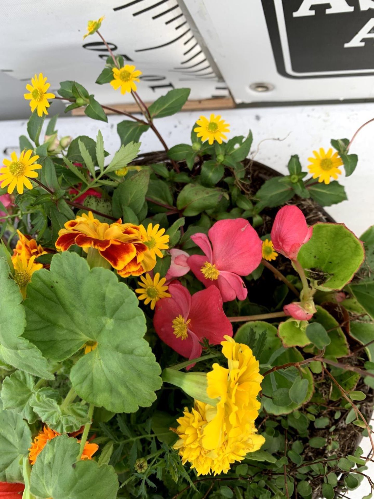 TWO WICKER HANGING BASKETS PLANTED WITH VARIOUS BASKET PLANTS INCLUDING MARIGOLD PETUNIA VERBENA - Image 10 of 10