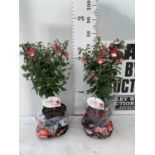 TWO BELLA STANDARD FUCHSIA IN A 3 LTR POTS 70CM -80CM TALL TO BE SOLD FOR THE TWO PLUS VAT