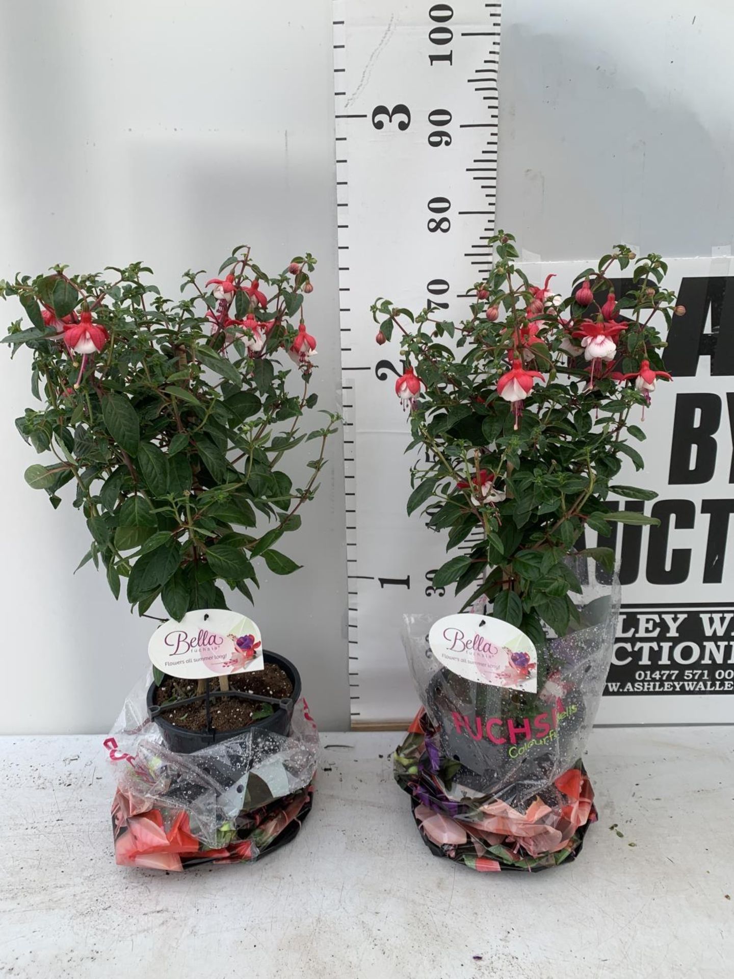 TWO BELLA STANDARD FUCHSIA IN A 3 LTR POTS 70CM -80CM TALL TO BE SOLD FOR THE TWO PLUS VAT