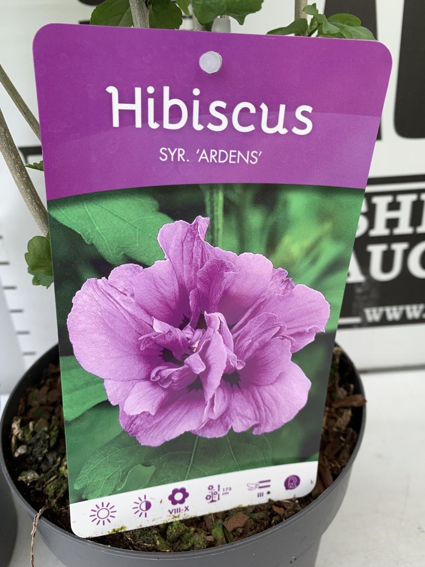 TWO HIBISCUS SYRIACUS PINK 'DUC DE BRABANT' AND 'ARDENS' LIGHT PURPLE APPROX 80CM IN HEIGHT IN 3 LTR - Bild 8 aus 10
