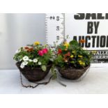 TWO WICKER HANGING BASKETS PLANTED WITH VARIOUS BASKET PLANTS INCLUDING MARIGOLD PETUNIA VERBENA