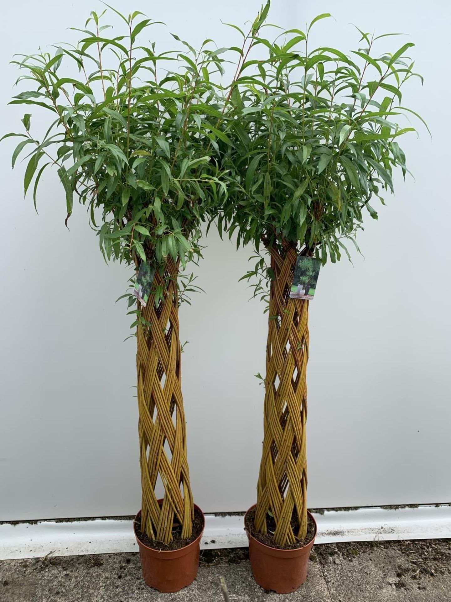 TWO SALIX LIVING WILLOW TREES IN 7.5 LTR POTS OVER 2 METRES IN HEIGHT TO BE SOLD FOR THE TWO PLUS - Image 16 of 22