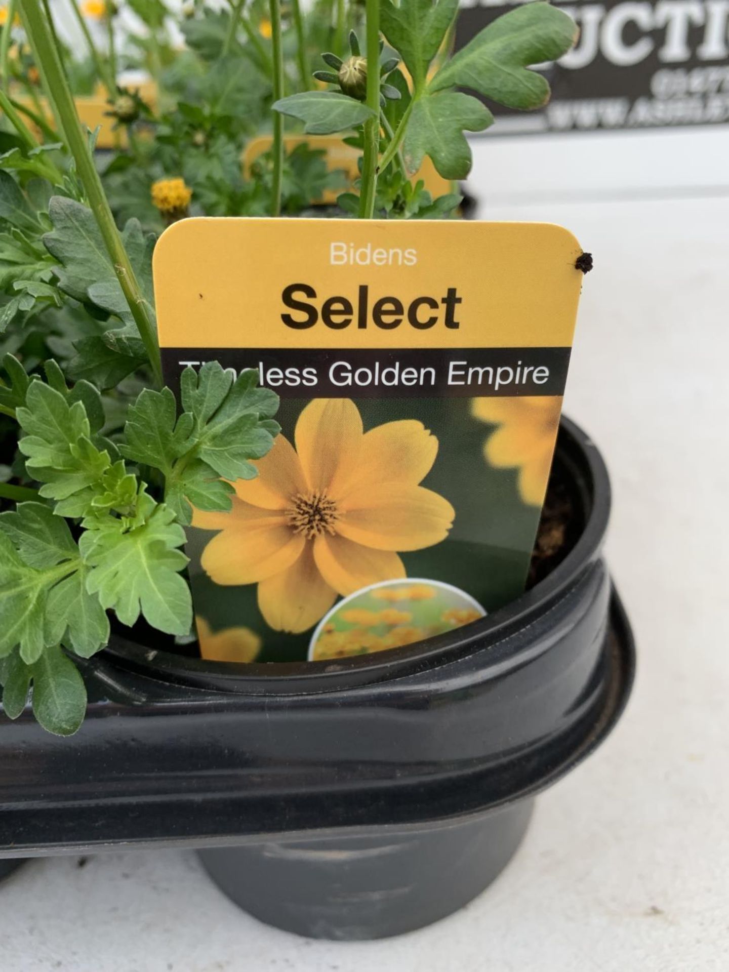 FIFTEEN BIDENS SELECT TIMELESS GOLDEN EMPIRE BASKET PLANTS ON A TRAY IN P9 POTS PLUS VAT TO BE - Image 4 of 4