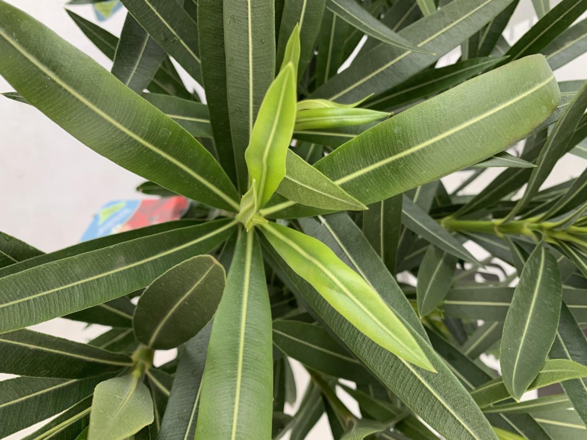 TWO OLEANDER NERIUM SHRUBS MULTICOLOURED APPROX 60CM TALL IN 4 LTR POTS PLUS VAT TO BE SOLD FOR - Image 9 of 20