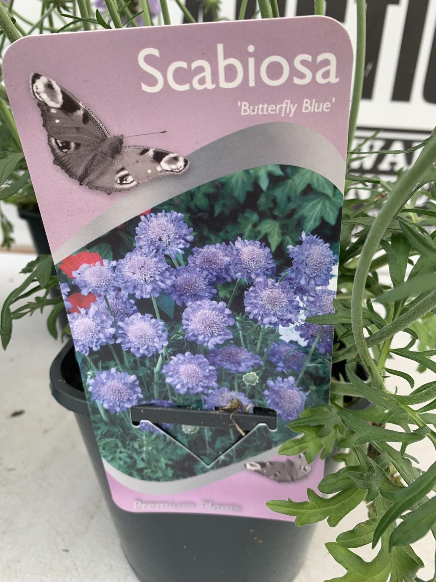 SIX SCABIOSA BUTTERFLY BLUE IN 2 LTR POTS 50-60CM TALL TO BE SOLD FOR THE SIX PLUS VAT - Image 8 of 8