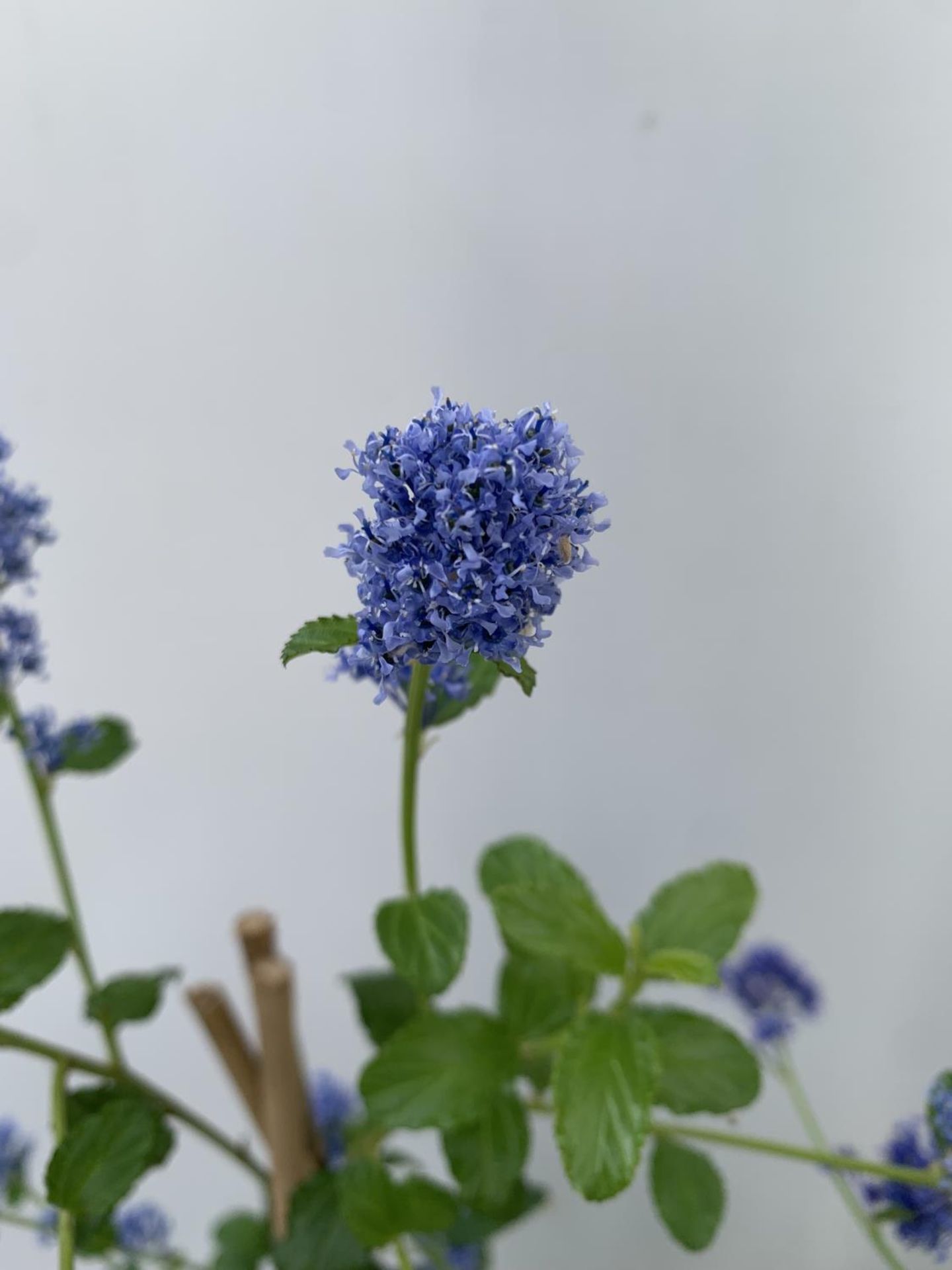 TWO CEANOTHUS 'CONCHA' AND 'SPRING PARTY' ON A PYRAMID FRAME IN FLOWER IN 2 LTR POTS WITH CARD - Image 9 of 10