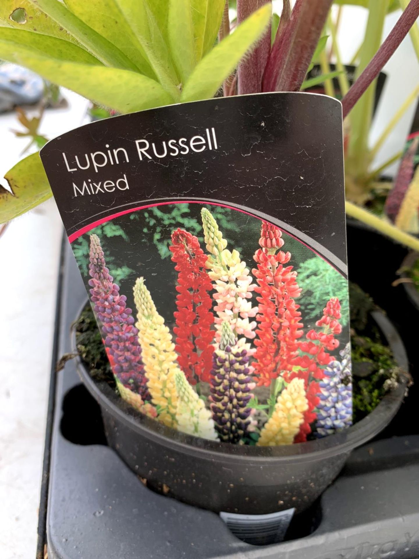 EIGHT LUPIN RUSSELLS IN MIXED COLOURS IN 1 LTR POTS APPROX 40-50CM IN HEIGHT PLUS VAT TO BE SOLD FOR - Image 7 of 9