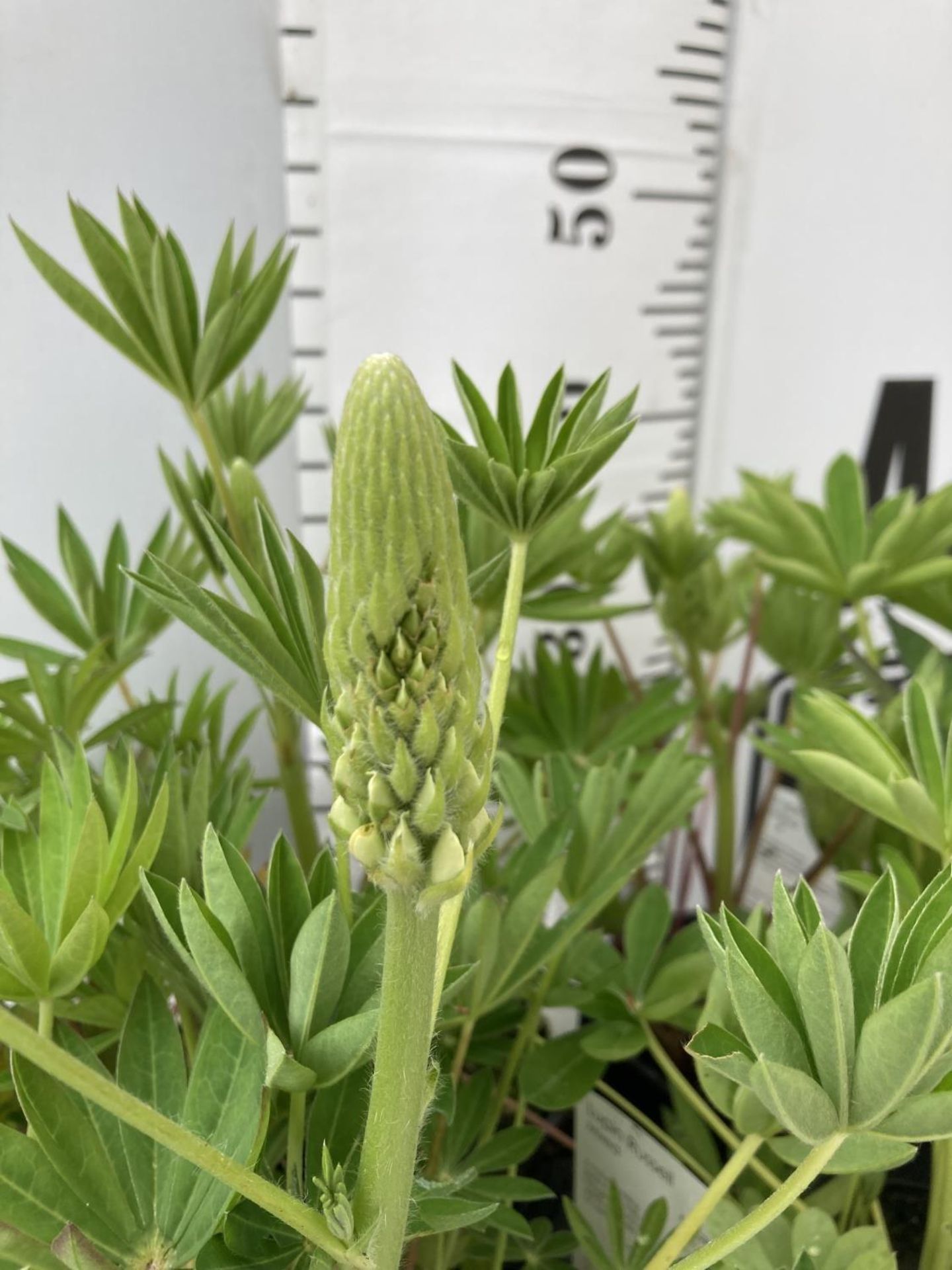 EIGHT LUPIN RUSSELLS IN MIXED COLOURS IN 1 LTR POTS APPROX 40-50CM IN HEIGHT PLUS VAT TO BE SOLD FOR - Image 7 of 7
