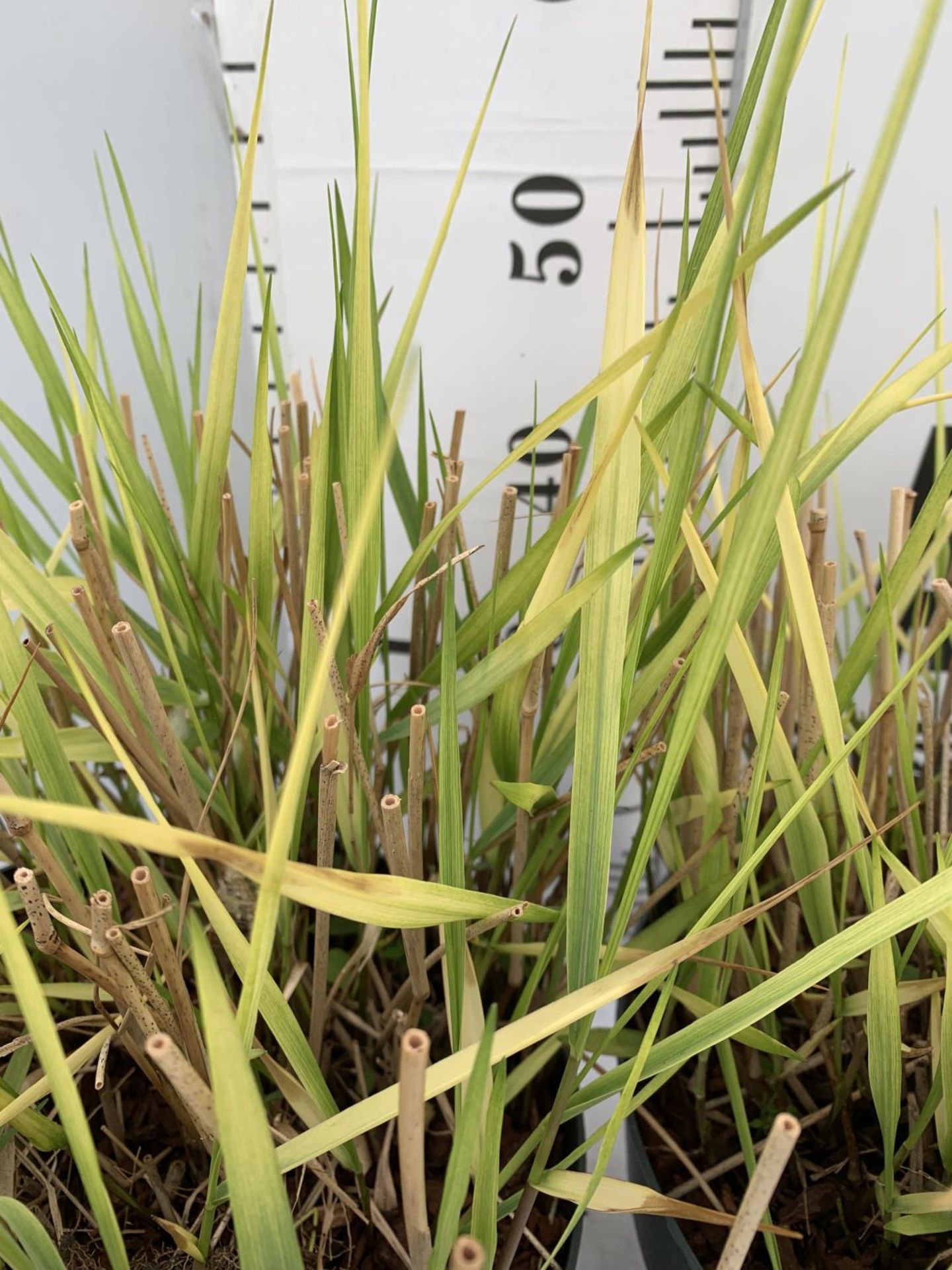 TWO ORNAMENTAL GRASSES 'PANICUM SQUAW' APPROX 60CM IN HEIGHT IN 10 LTR POTS PLUS VAT TO BE SOLD - Bild 5 aus 8