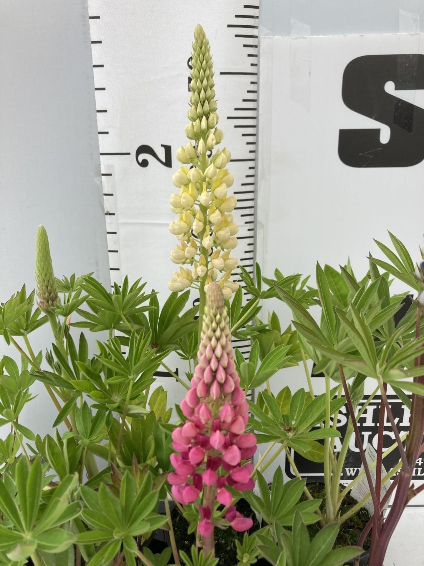 EIGHT LUPIN RUSSELLS IN MIXED COLOURS IN 1 LTR POTS APPROX 40-50CM IN HEIGHT PLUS VAT TO BE SOLD FOR - Image 6 of 9