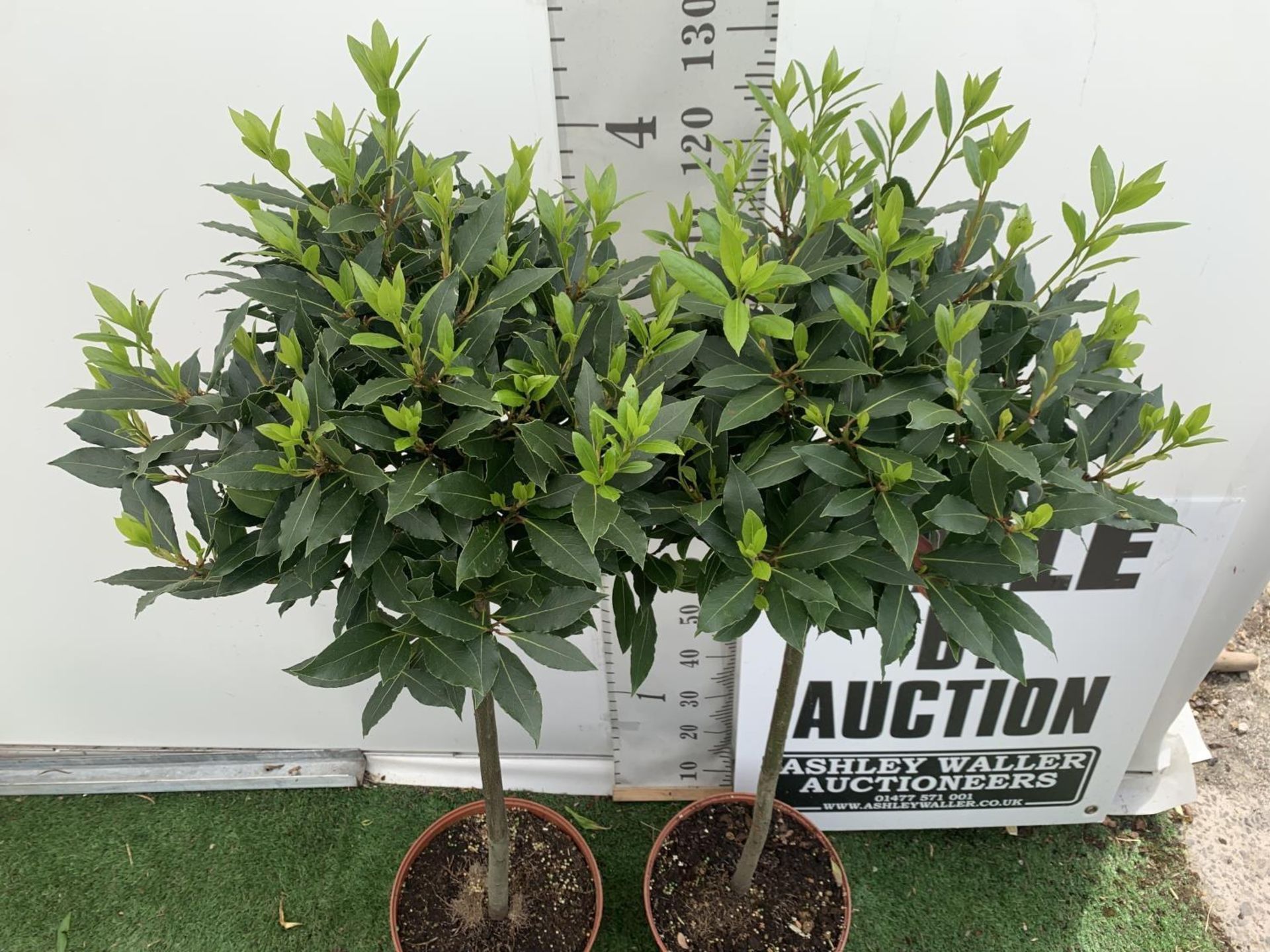 TWO STANDARD BAY TREES LAURUS NOBILIS APPROX 140CM IN HEIGHT IN 10 LTR POTS NO VAT TO BE SOLD FOR - Image 4 of 14