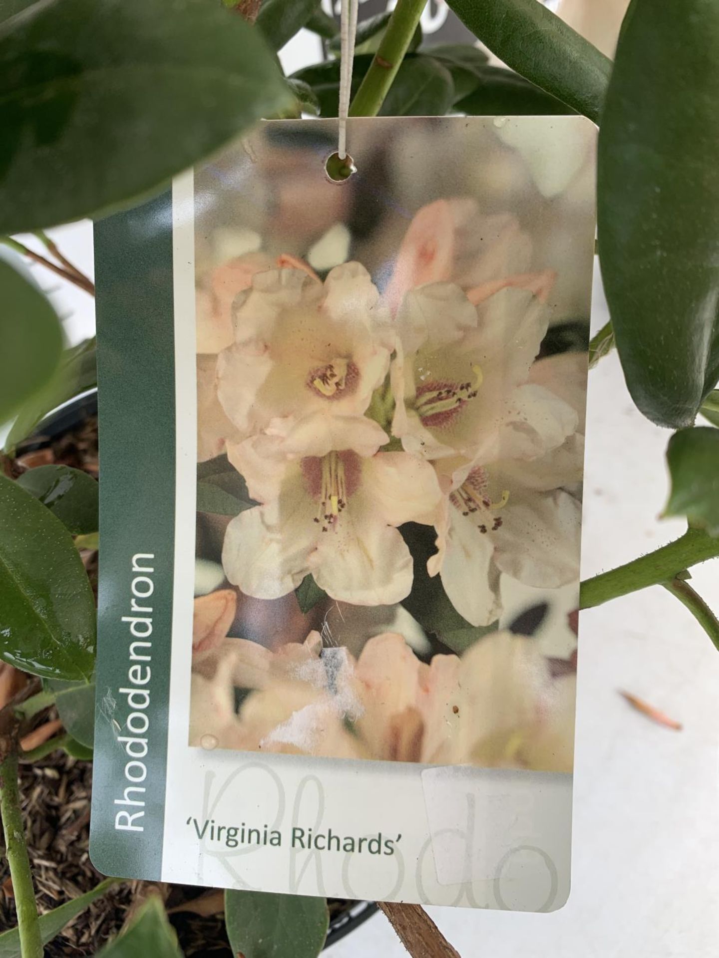 TWO RHODODENDRON GERMANIA DARK PINK AND VIRGINIA RICHARDS LIGHT PINK IN 5 LTR POTS 60CM TALL PLUS - Image 9 of 12