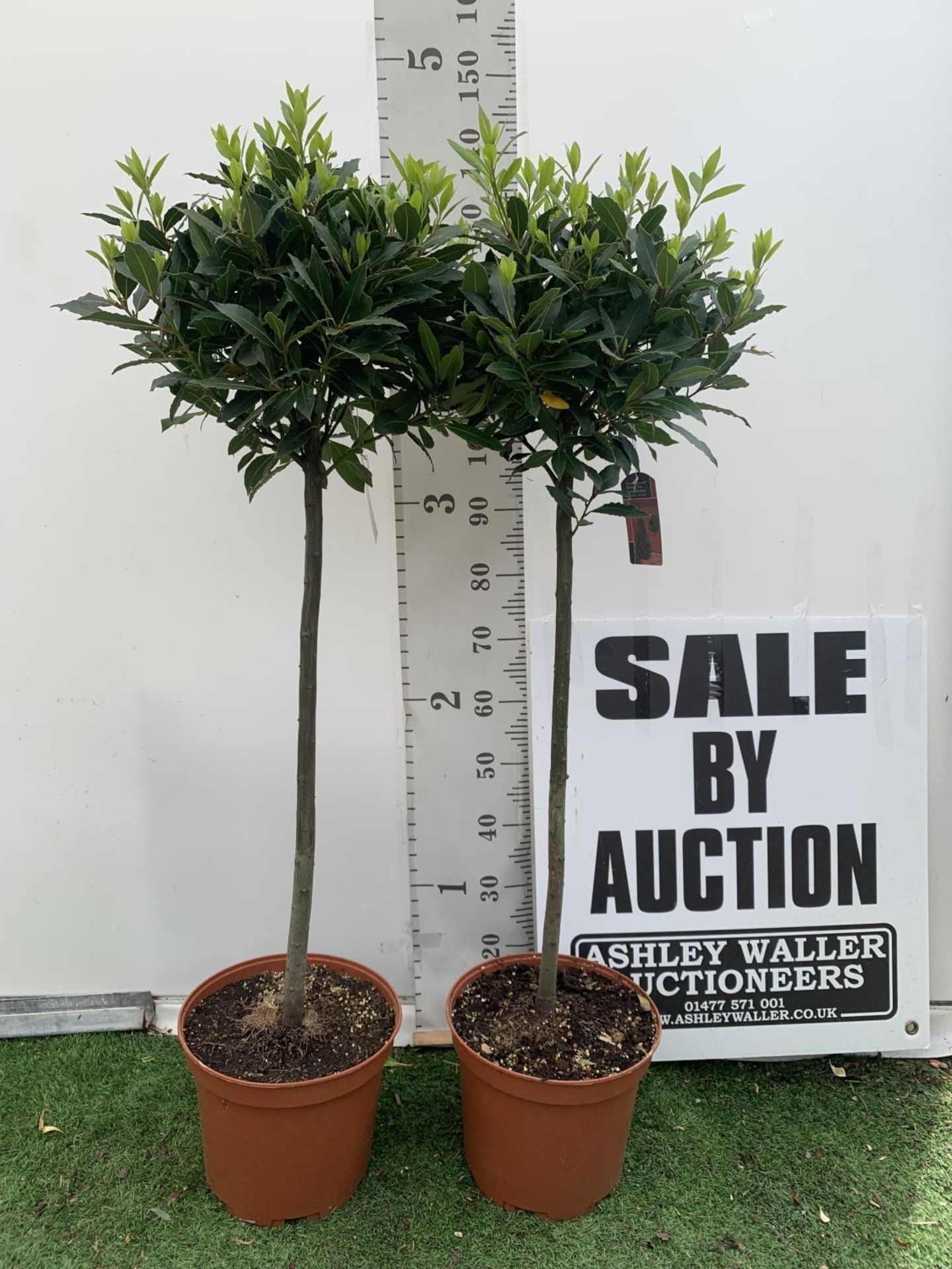 TWO STANDARD BAY TREES LAURUS NOBILIS APPROX 140CM IN HEIGHT IN 10 LTR POTS NO VAT TO BE SOLD FOR - Image 2 of 14