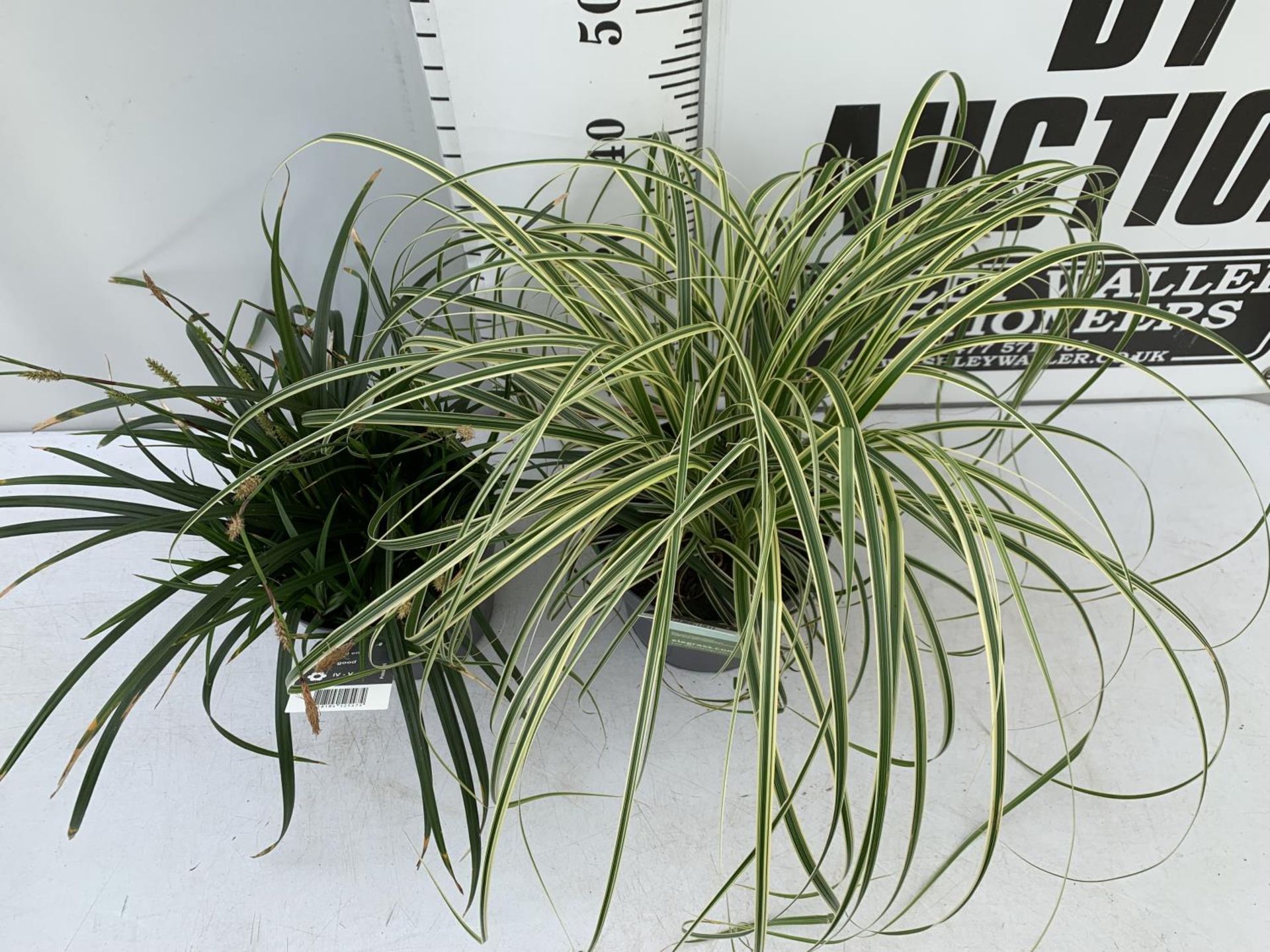 TWO HARDY ORNAMENTAL GRASSES CAREX 'FEATHER FALLS' AND 'IRISH GREEN' IN 3 LTR POTS APPROX 50CM IN - Image 3 of 12