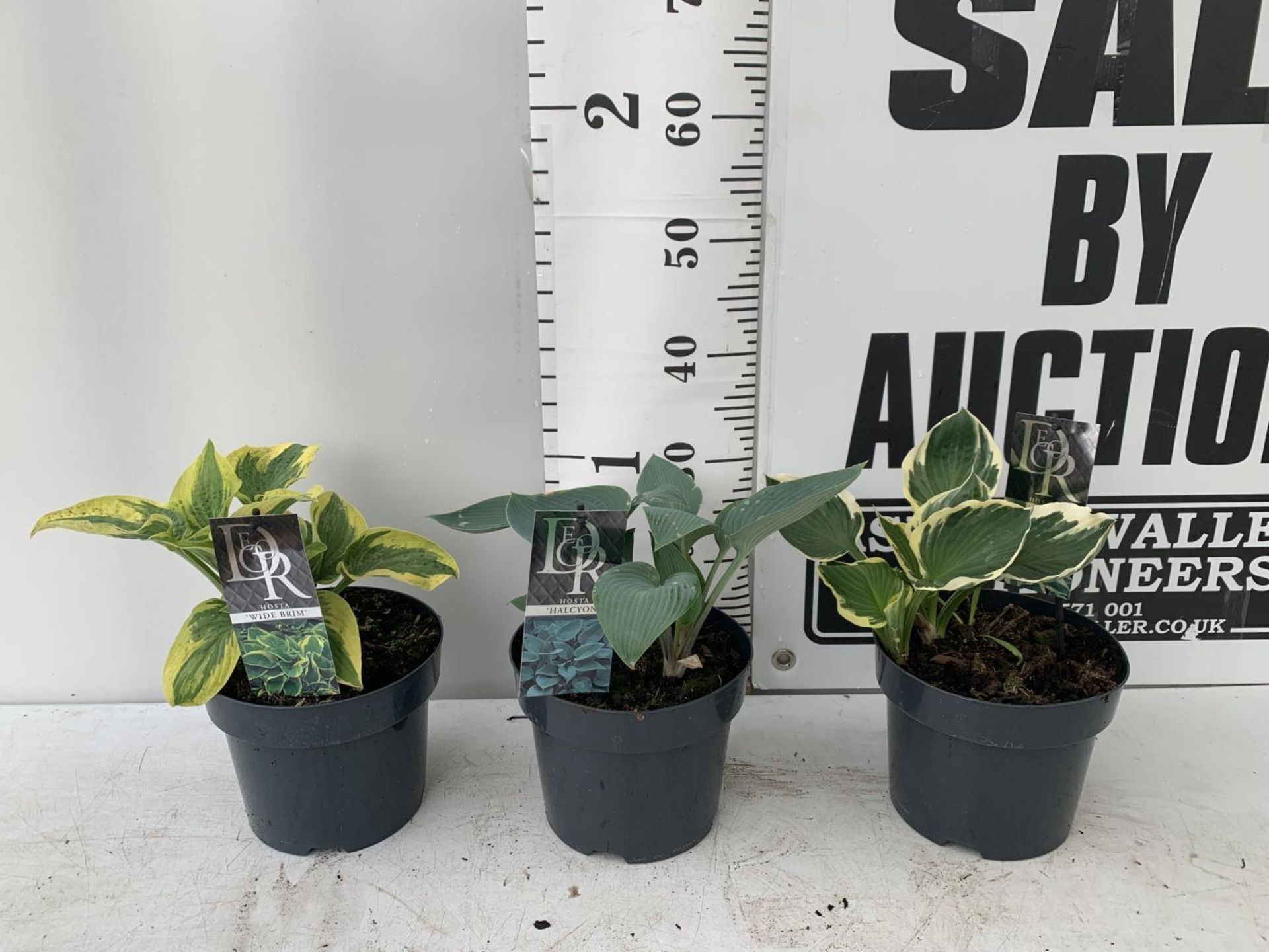 THREE MIXED VARIETY HOSTAS TO INCLUDE WIDE BRIM, HALCYON AND PATRIOT IN 3 LTR POTS 30CM TALL TO BE