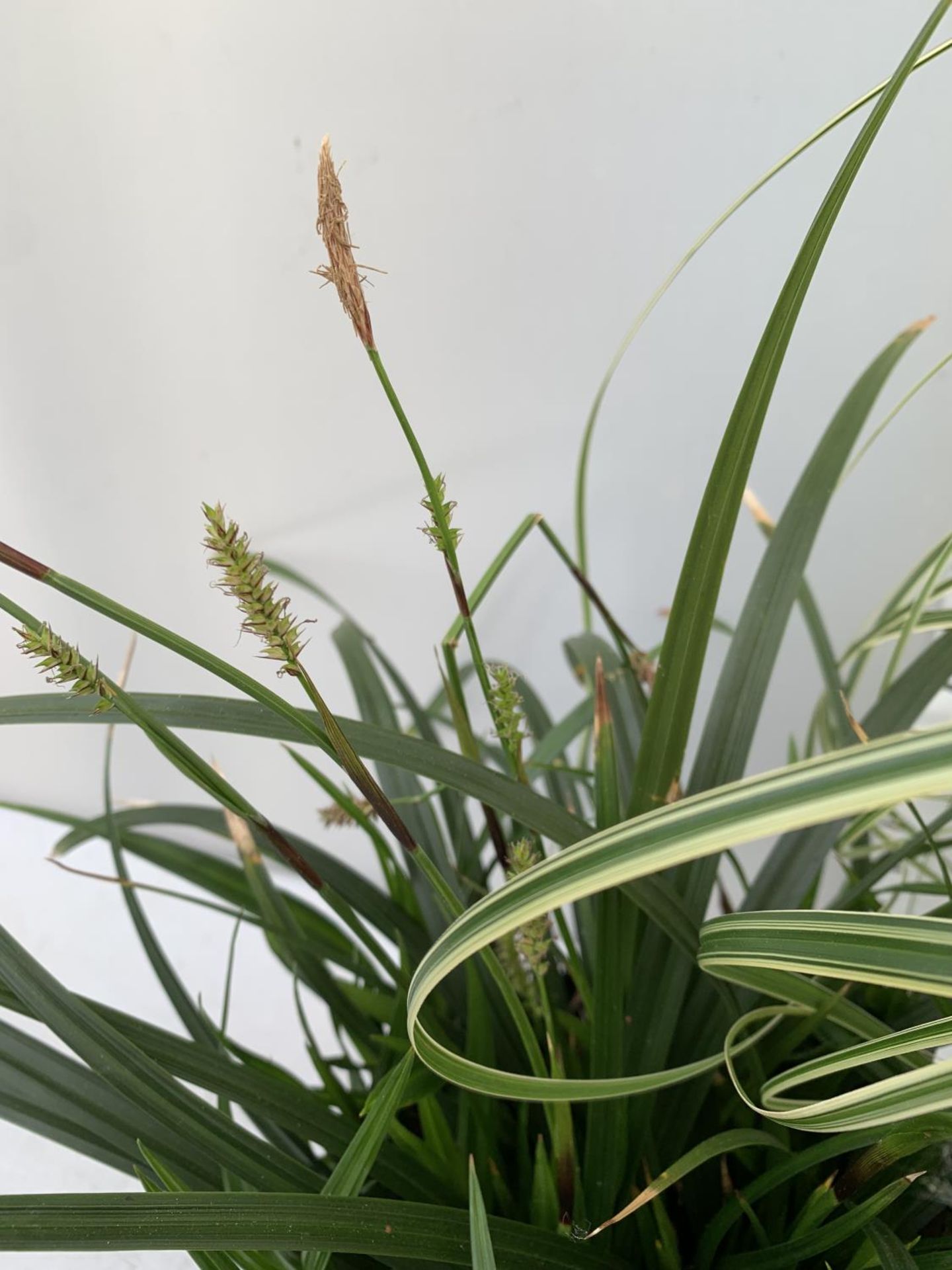 TWO HARDY ORNAMENTAL GRASSES CAREX 'FEATHER FALLS' AND 'IRISH GREEN' IN 3 LTR POTS APPROX 50CM IN - Image 11 of 12