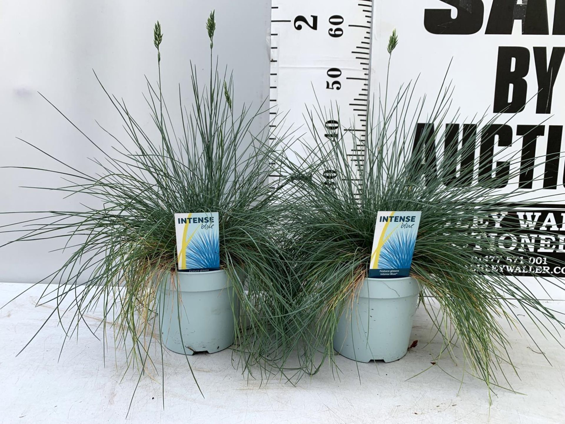 TWO FESTUCA GLAUCA 'INTENSE BLUE' ORNAMENTAL GRASSES IN 2 LTR POTS APPROX 50CM IN HEIGHT PLUS VAT TO - Image 2 of 8
