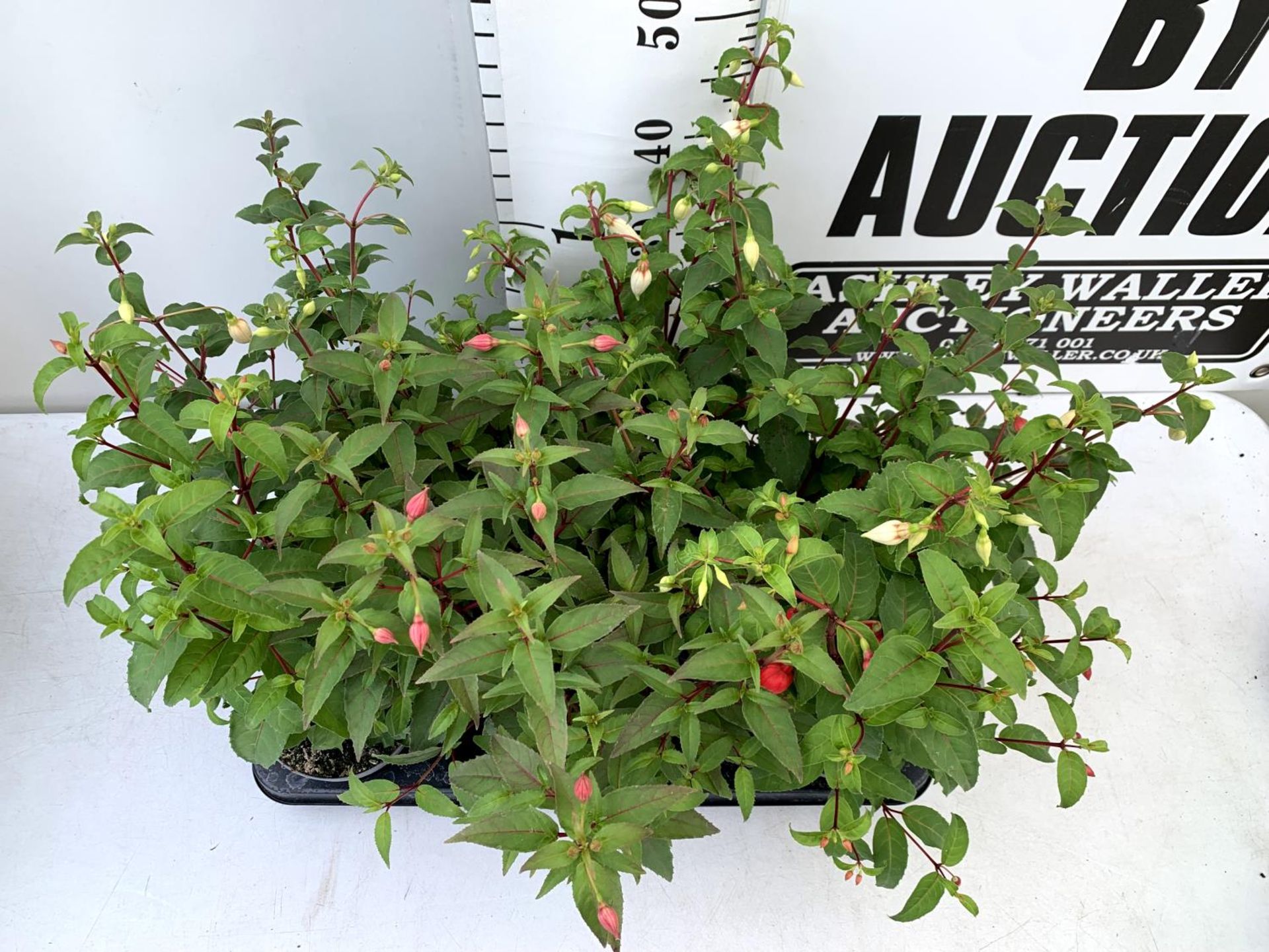 EIGHT FUCHSIA BUSH 'ETERNITY' AND 'NICE AND EASY' IN 1 LTR POTS ON A TRAY PLUS VAT TO BE SOLD FOR - Image 3 of 10