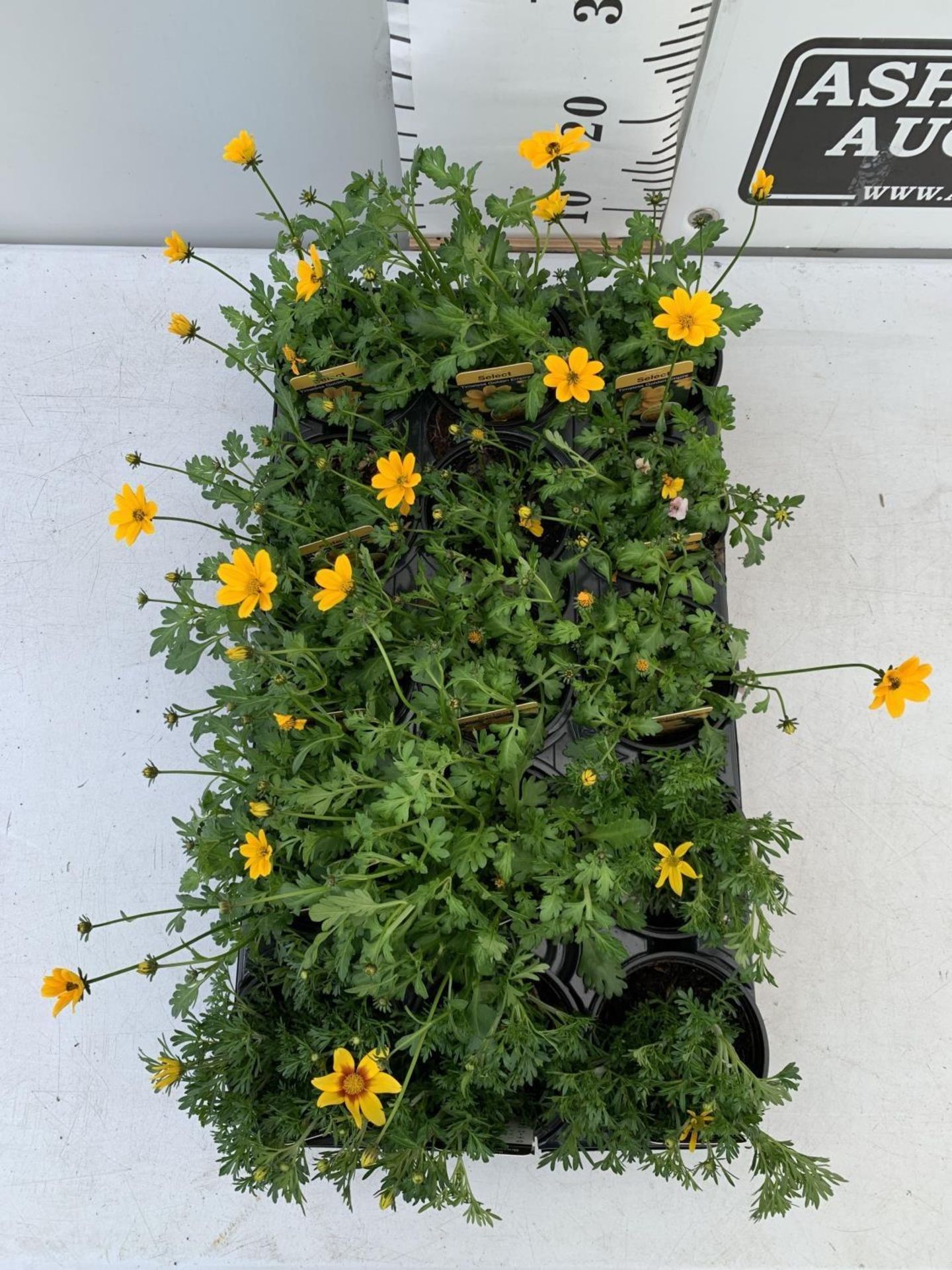 FIFTEEN BIDENS SELECT TIMELESS GOLDEN EMPIRE AND ETERNAL FLAME BASKET PLANTS IN P9 POTS PLUS VAT - Image 3 of 6