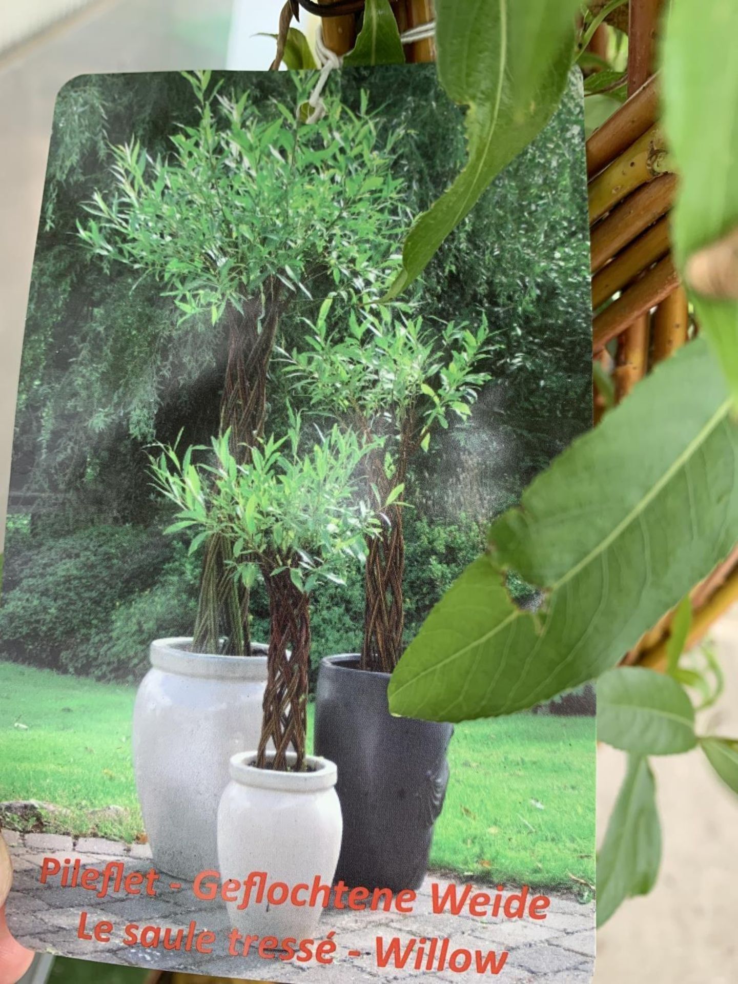 TWO SALIX LIVING WILLOW TREES IN 7.5 LTR POTS OVER 2 METRES IN HEIGHT TO BE SOLD FOR THE TWO PLUS - Image 22 of 22