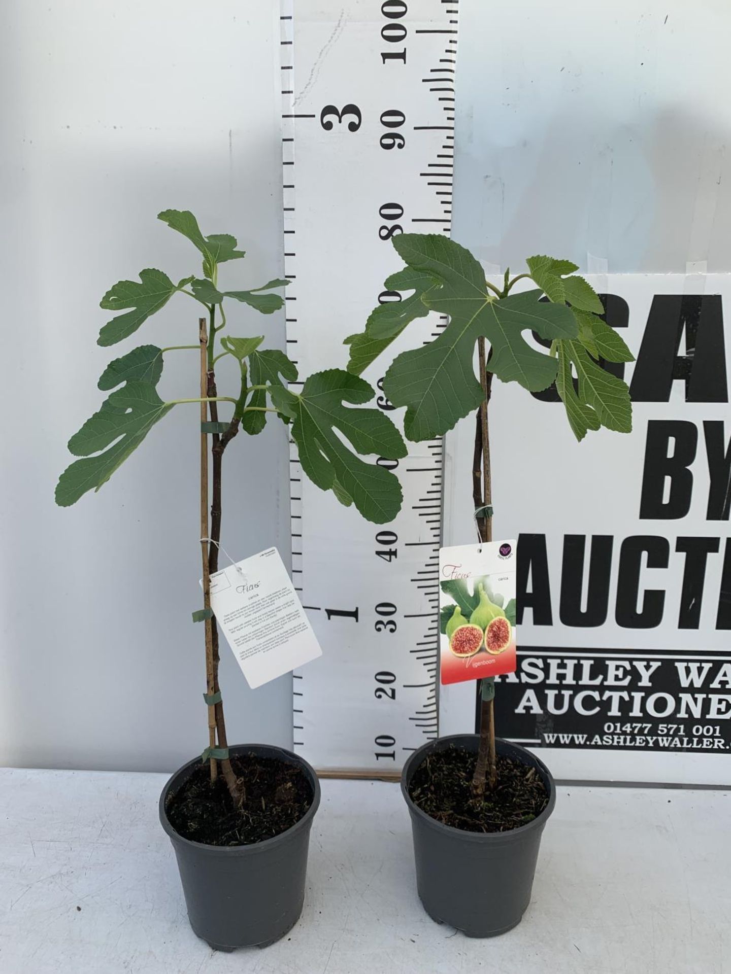 TWO FIG FICUS CARICA IN 2 LTR POTS APPROX 80CM IN HEIGHT NO VAT TO BE SOLD FOR THE TWO - Image 2 of 6