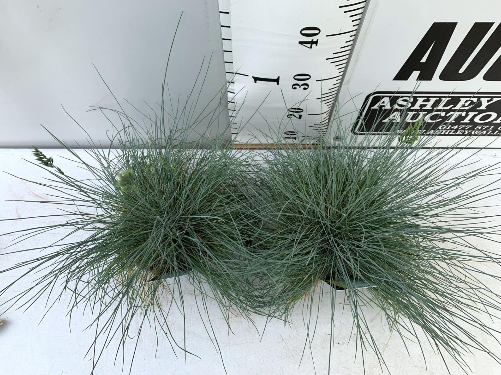 TWO FESTUCA GLAUCA 'INTENSE BLUE' ORNAMENTAL GRASSES IN 2 LTR POTS APPROX 50CM IN HEIGHT PLUS VAT TO - Image 3 of 8