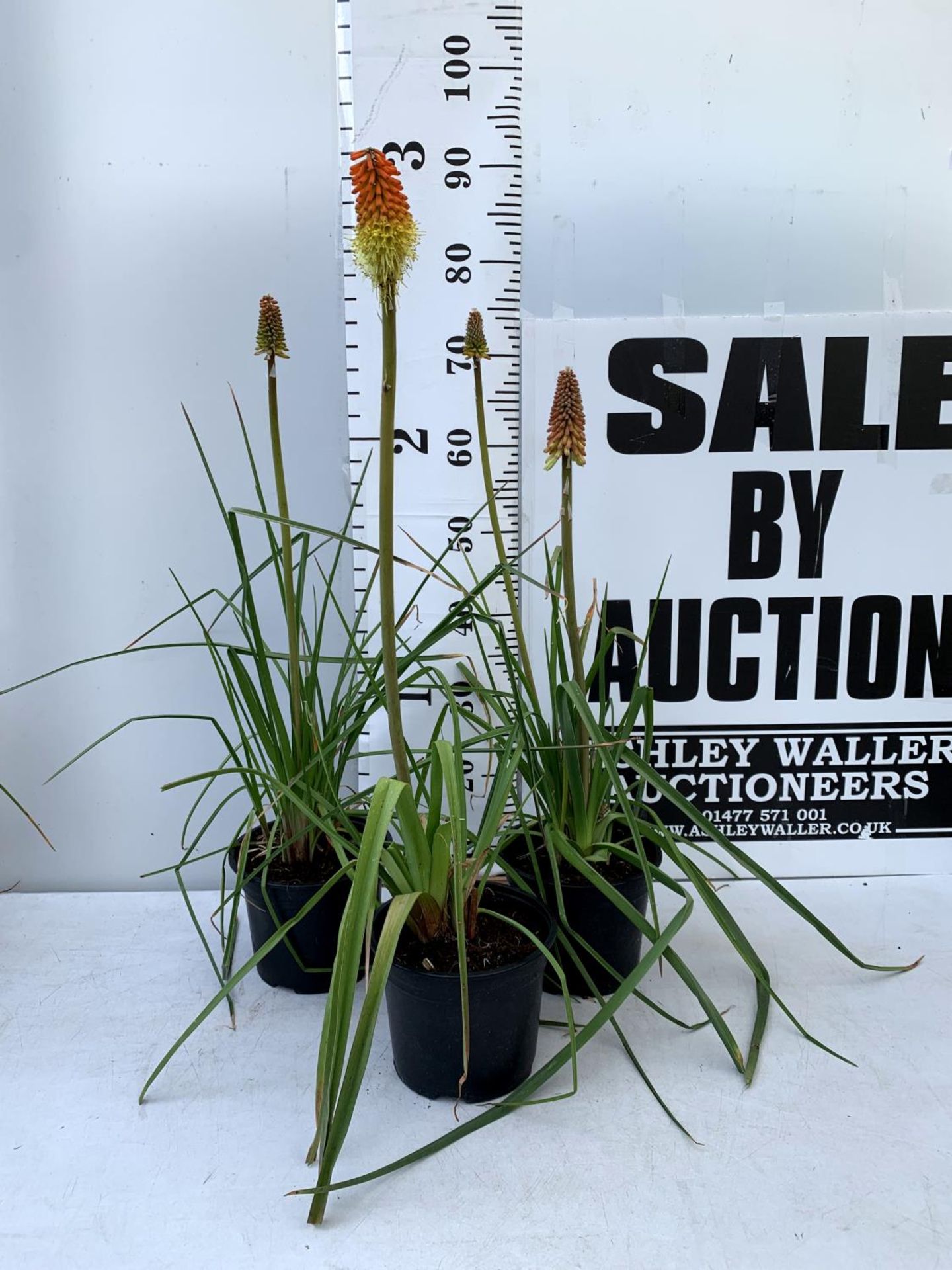 THREE KNIPHOFIA RED HOT POKER 'FLAMENCO' IN 2 LTR POTS APPROX 70CM IN HEIGHT PLUS VAT TO BE SOLD FOR