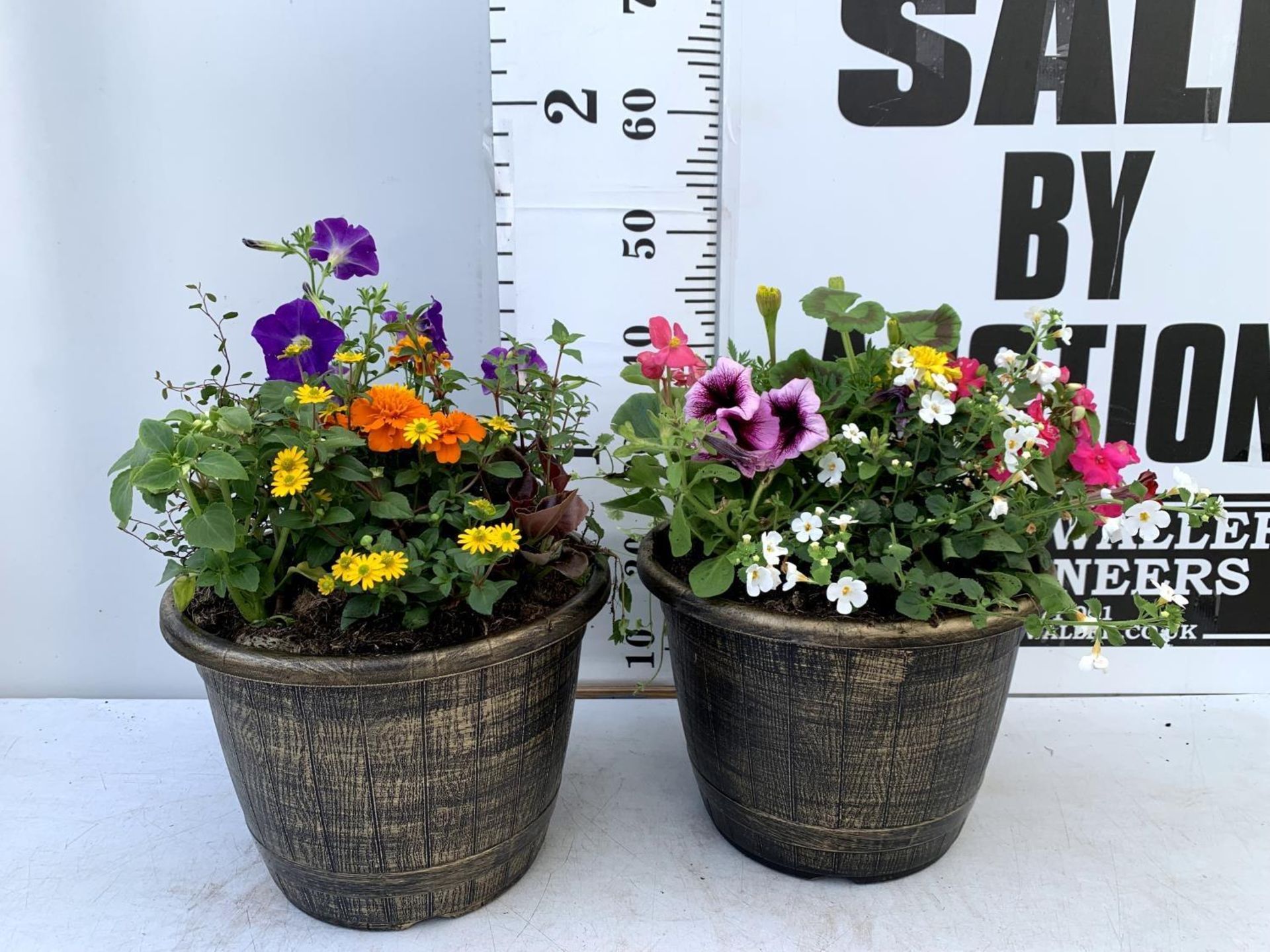 TWO LARGE TUBS PLANTED WITH VARIOUS BEDDING PLANTS INC MARIGOLDS PETUNIAS FUCHSIA BACOPA ETC IN 10 - Image 2 of 8