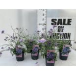 SIX SCABIOSA BUTTERFLY BLUE IN 2 LTR POTS 50-60CM TALL TO BE SOLD FOR THE SIX PLUS VAT