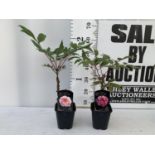 TWO JAPANESE TREE PEONIES PINK IN 1 LTR POTS HEIGHT 60CM PLUS VAT TO BE SOLD FOR THE TWO