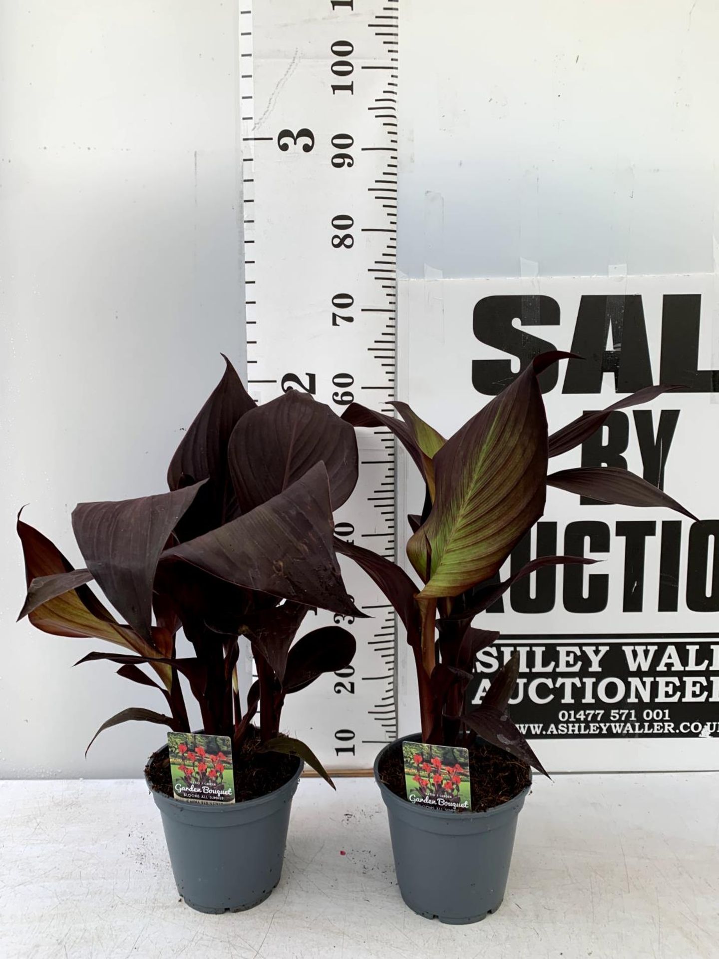 TWO CANNA EXCLUSIVE VARIETY RED VELVETS IN 2 LTR POTS APPROX 60CM IN HEIGHT PLUS VAT TO BE SOLD