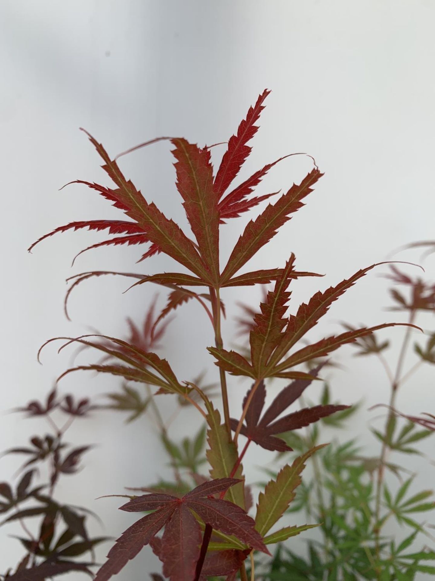 TWO ACER PALMATUM JAPANESE JEWELS IN 3 LTR POTS TO INCLUDE A JERRE SCHWARTZ AND A SKEETERS BROOM - Image 8 of 14