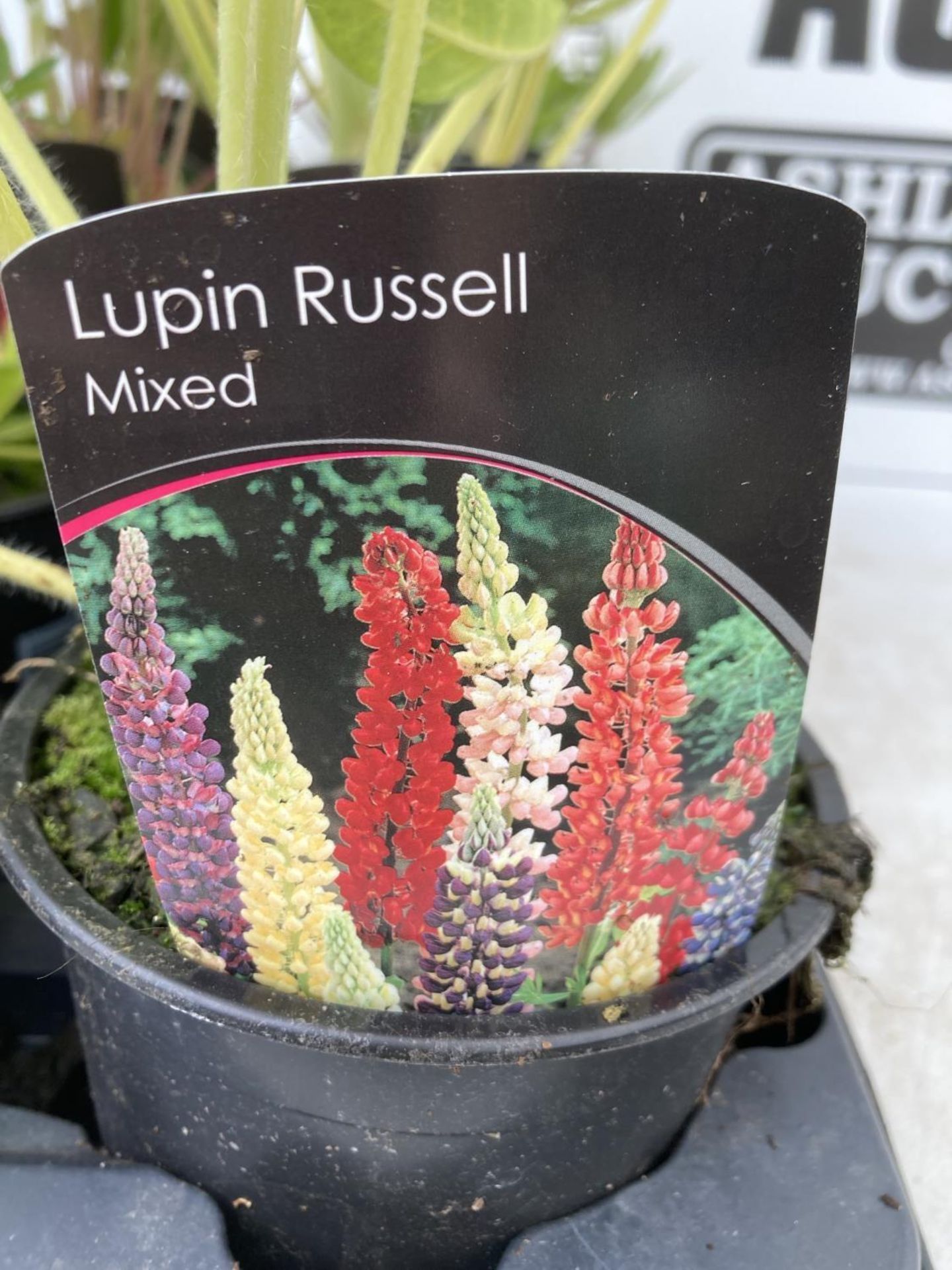EIGHT LUPIN RUSSELLS IN MIXED COLOURS IN 1 LTR POTS APPROX 40-50CM IN HEIGHT PLUS VAT TO BE SOLD FOR - Image 8 of 9