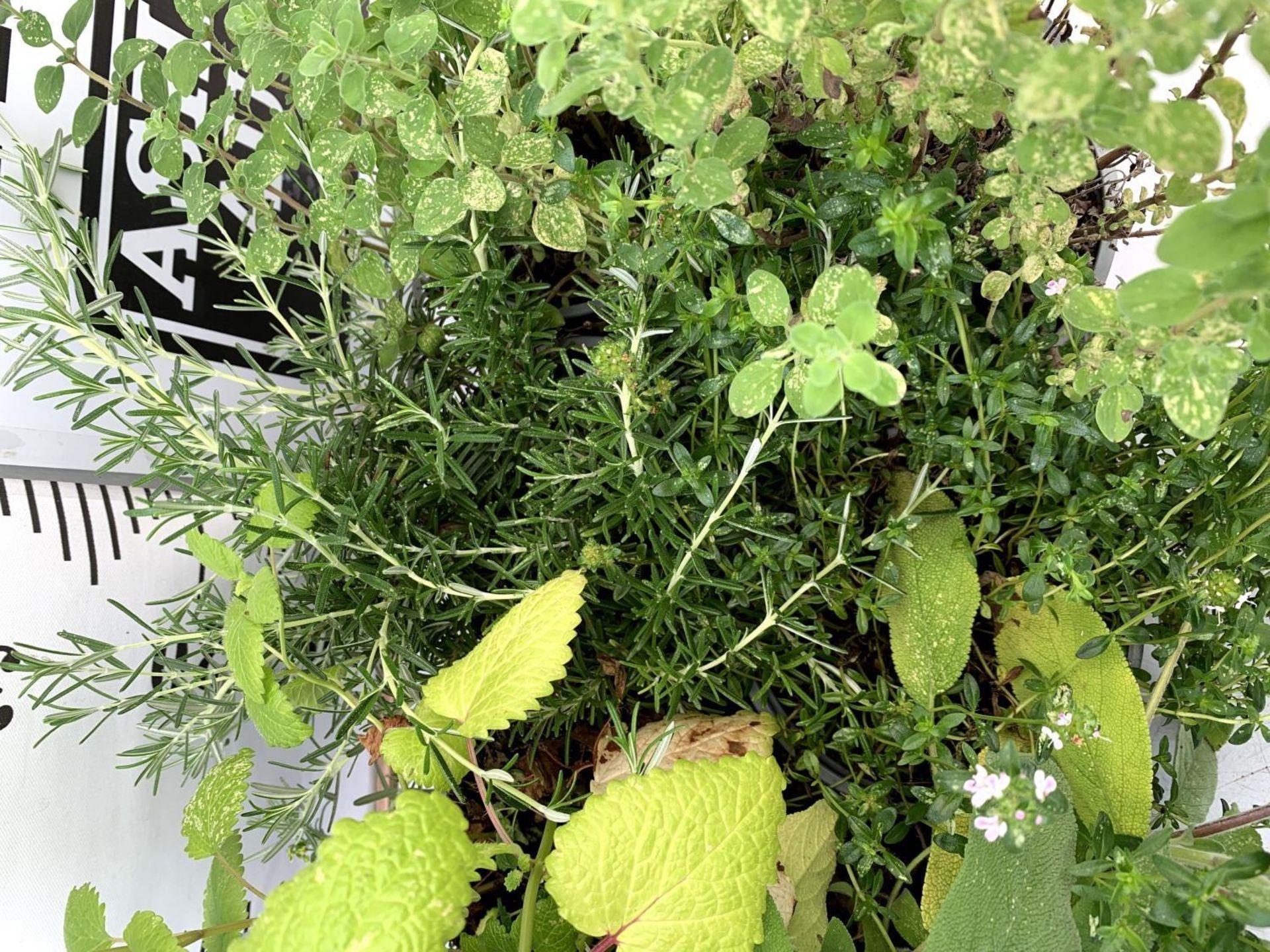 MIXED LOT OF EIGHT HERBS IN 1 LTR POTS (TO INCLUDE SAGE THYME MINT AND ROSEMARY) AND 2 SMALL PINK - Image 7 of 16