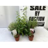 MIXED LOT OF EIGHT HERBS IN 1 LTR POTS (TO INCLUDE SAGE THYME MINT AND ROSEMARY) AND 2 SMALL PINK