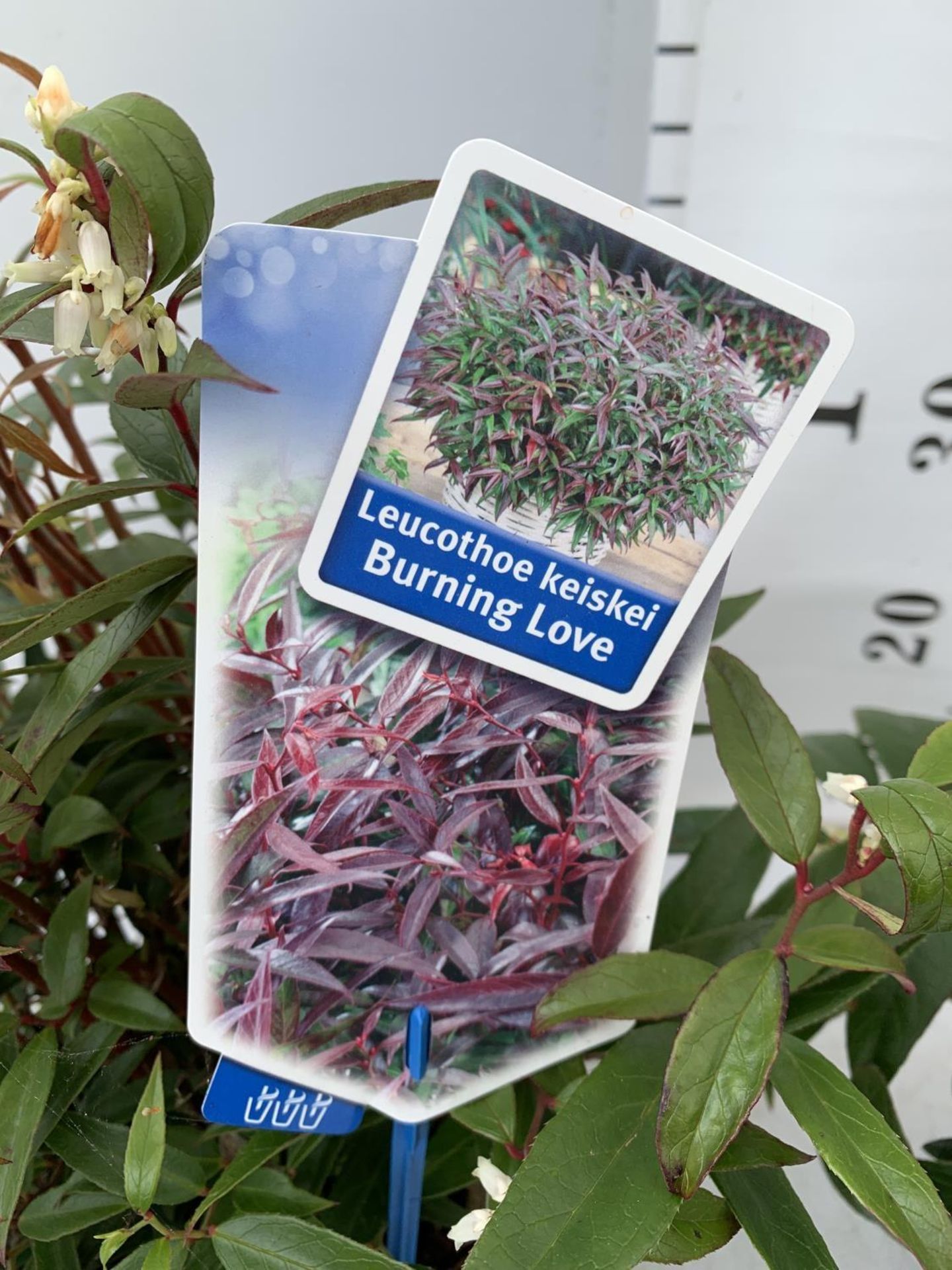 TWO LEUCOTHOE 'ROYAL RUBY' AND 'BURNING LOVE' IN 2 LTR POTS 35CM TALL PLUS VAT TO BE SOLD FOR THE - Image 10 of 12
