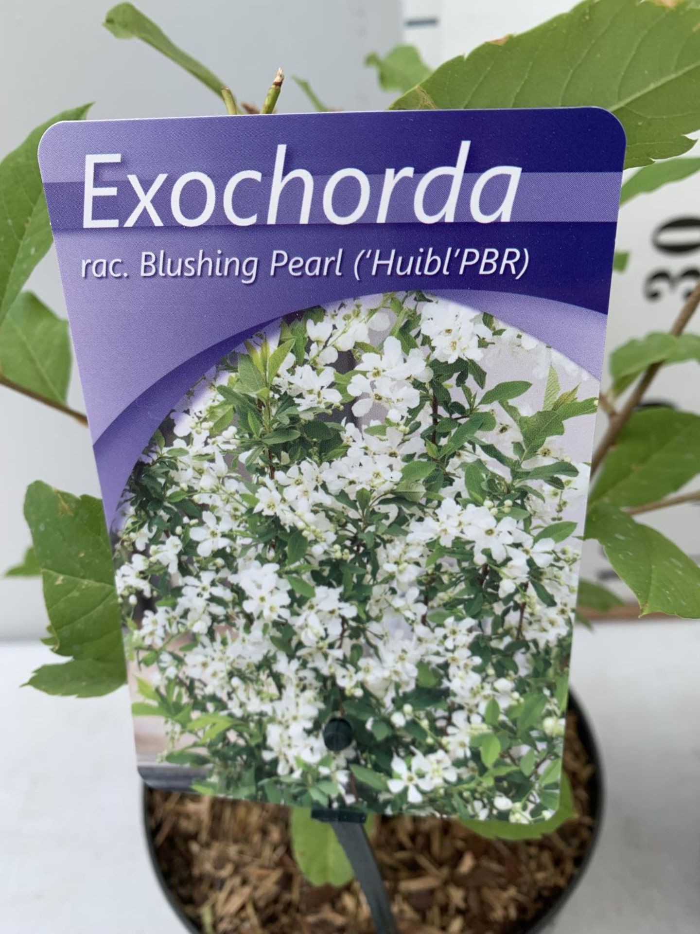 TWO EXOCHORDA BLUSHING PEARL IN 2 LTR POTS 40CM TALL PLUS VAT TO BE SOLD FOR THE TWO - Image 6 of 8