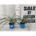 TWO AGAPANTHUS AFRICANUS IN 2 LTR POTS APPROX 50CM IN HEIGHT PLUS VAT TO BE SOLD FOR THE TWO