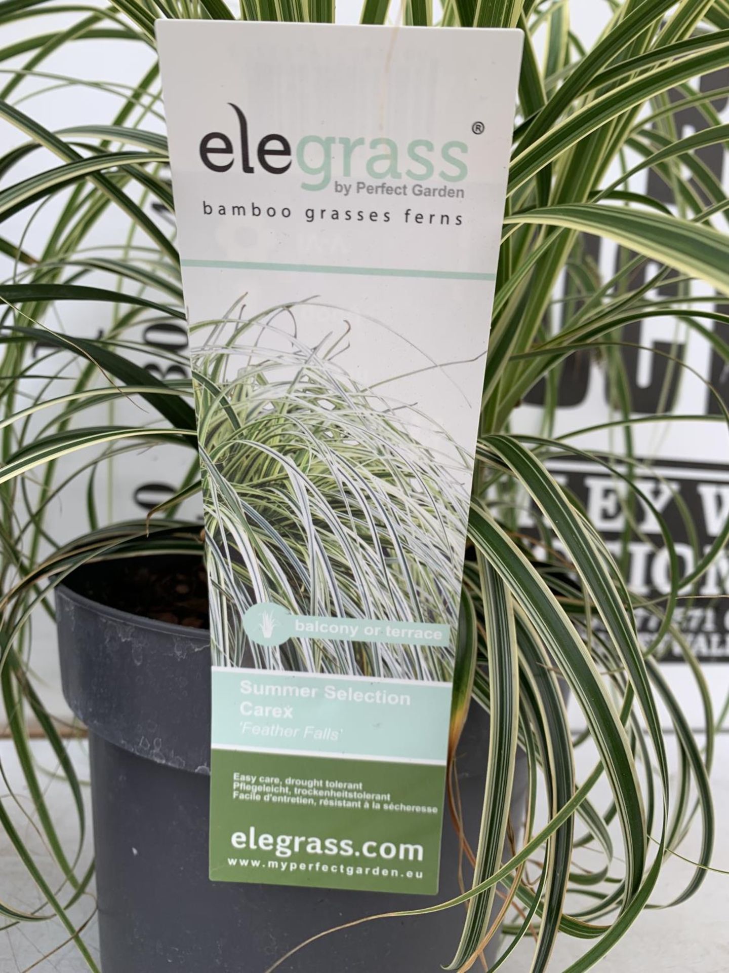 TWO HARDY ORNAMENTAL GRASSES CAREX 'FEATHER FALLS' AND 'IRISH GREEN' IN 3 LTR POTS APPROX 50CM IN - Image 7 of 12